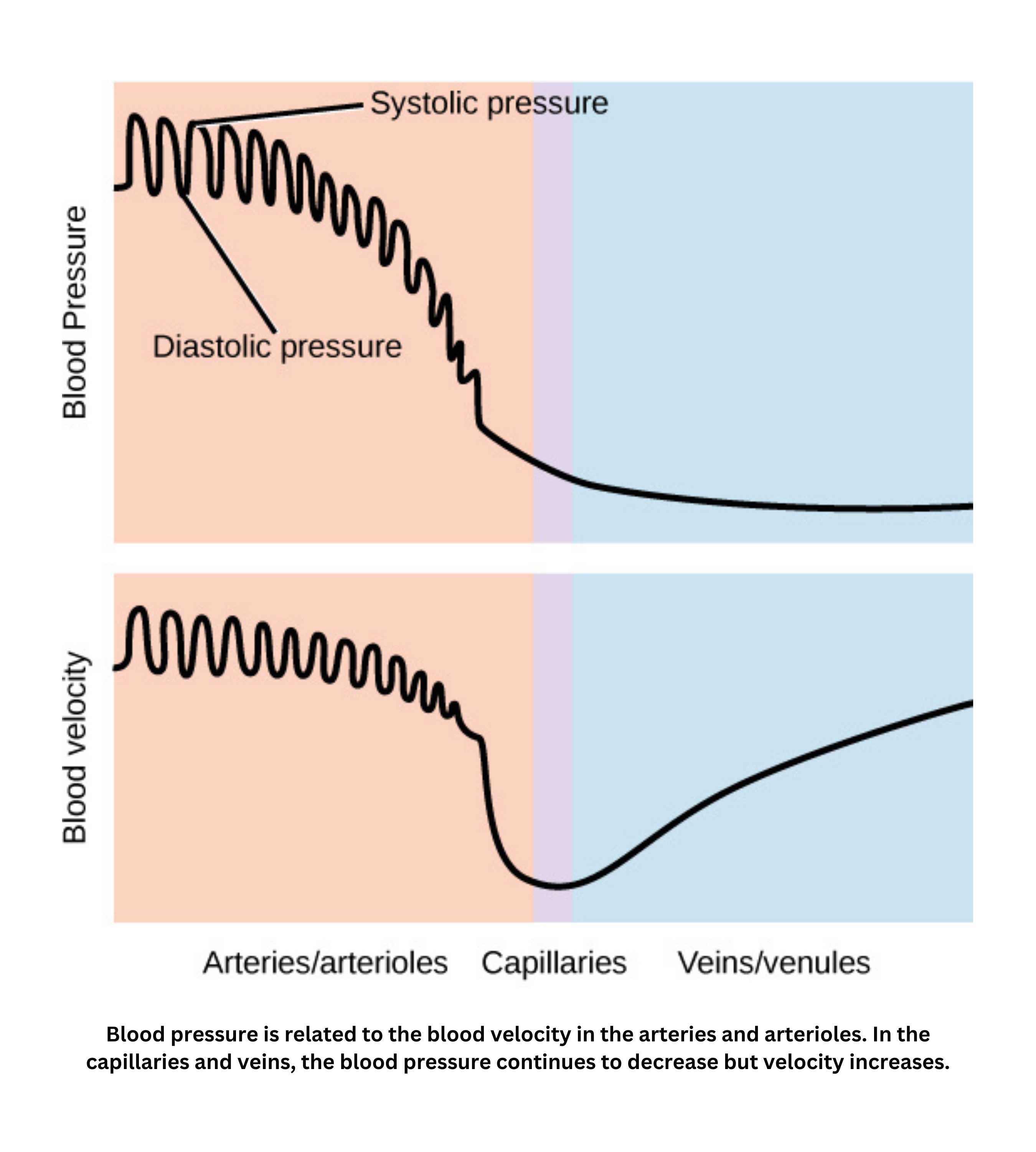 Blood pressure and velocity across different blood vessels