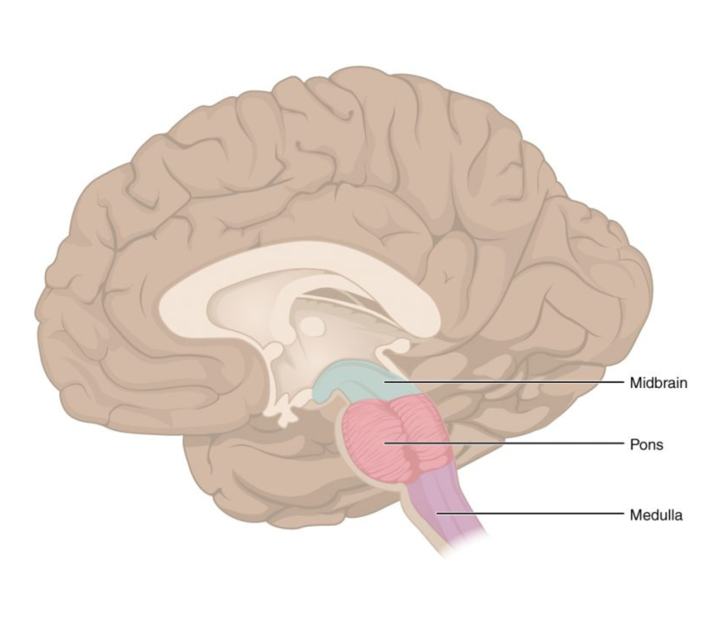 Brain stem regions: Midbrain, pons, and medulla