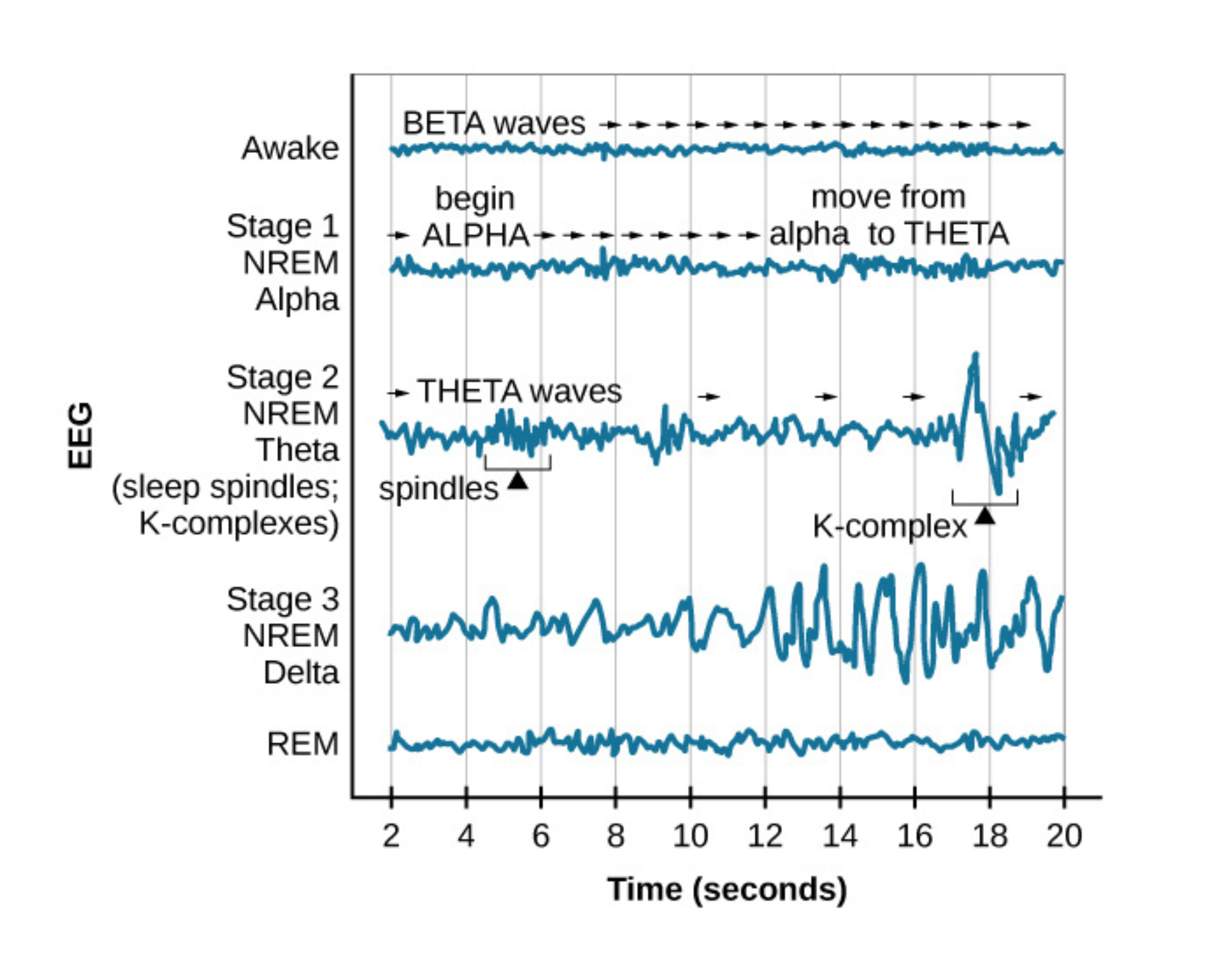 Brainwave activity