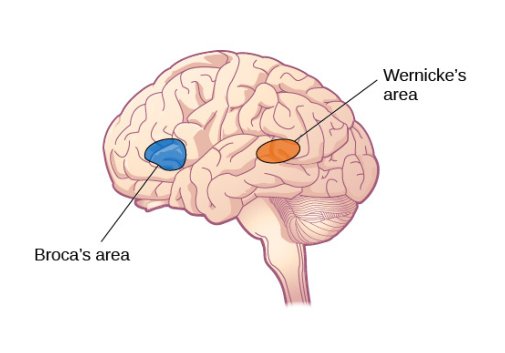 Broca's area and Wernicke's area