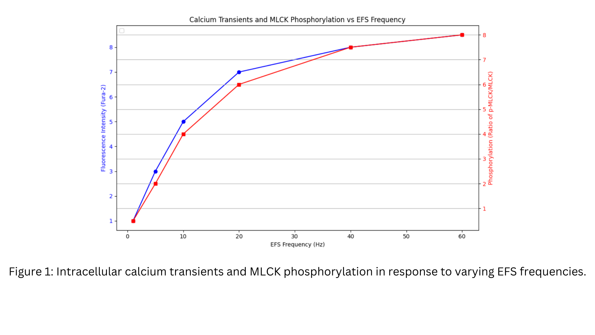 Calcium and MLCK response to EFS