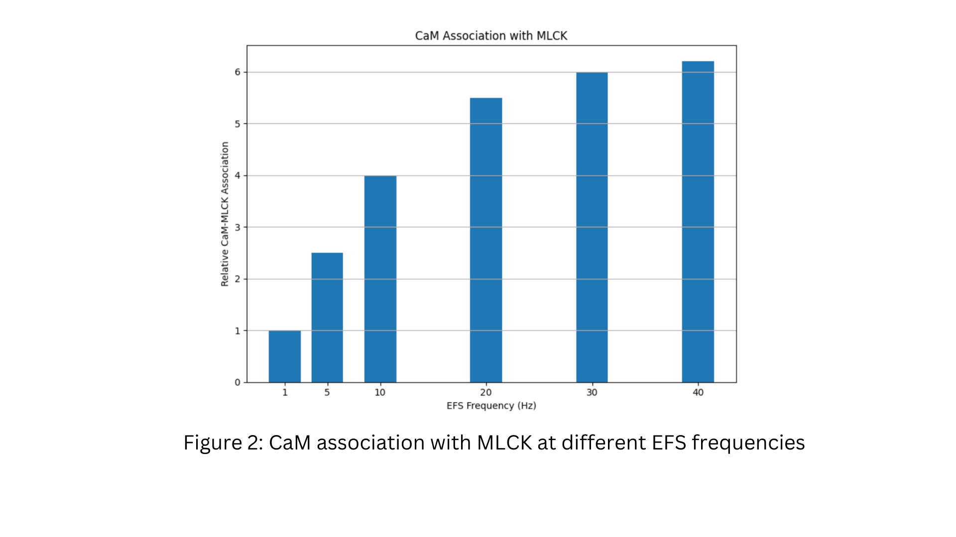 CaM association with MLCK at different EFS frequencies
