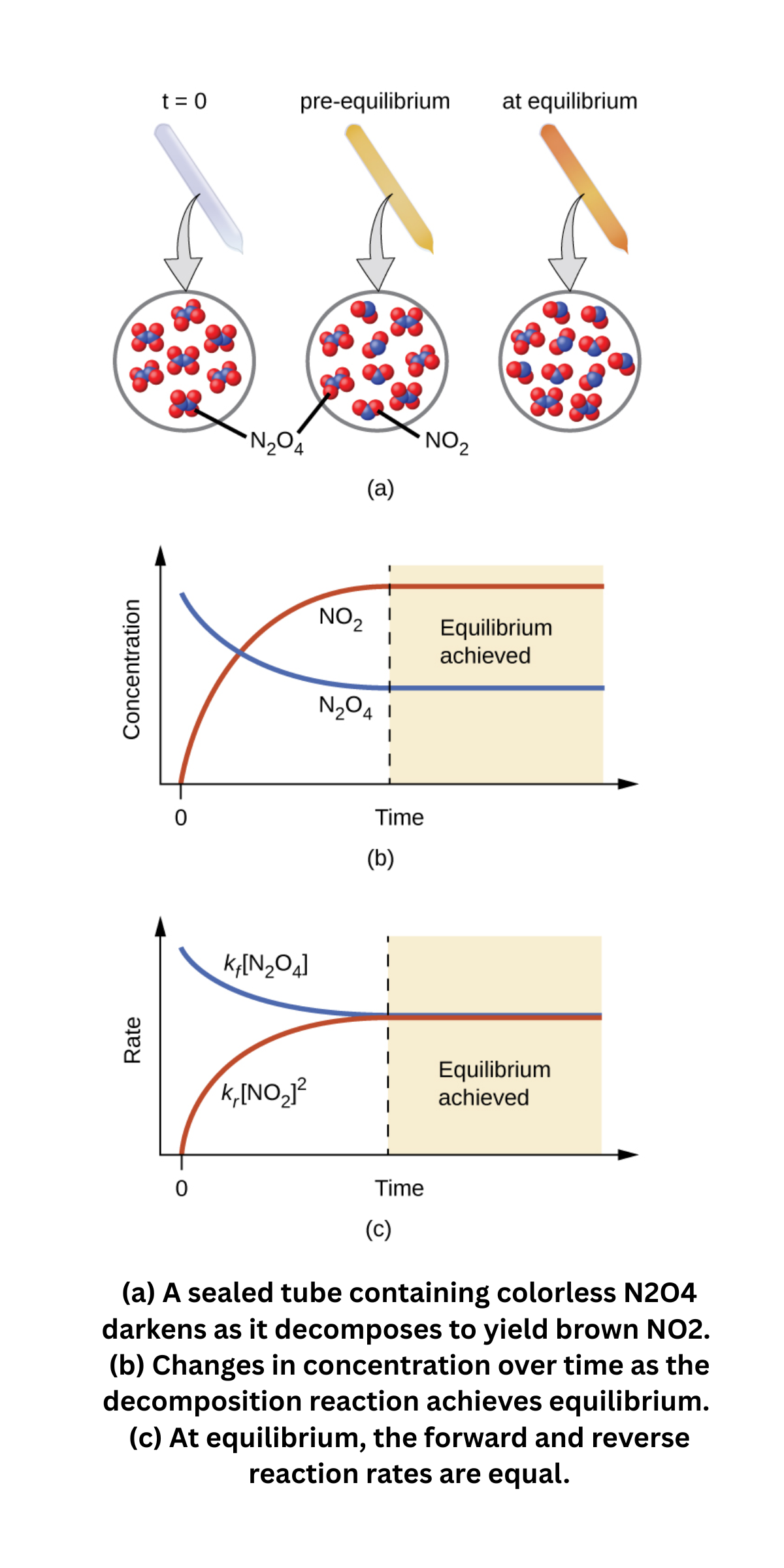 Chemical equilibrium in the reversible reaction N₂O₄ ⇌ 2NO₂