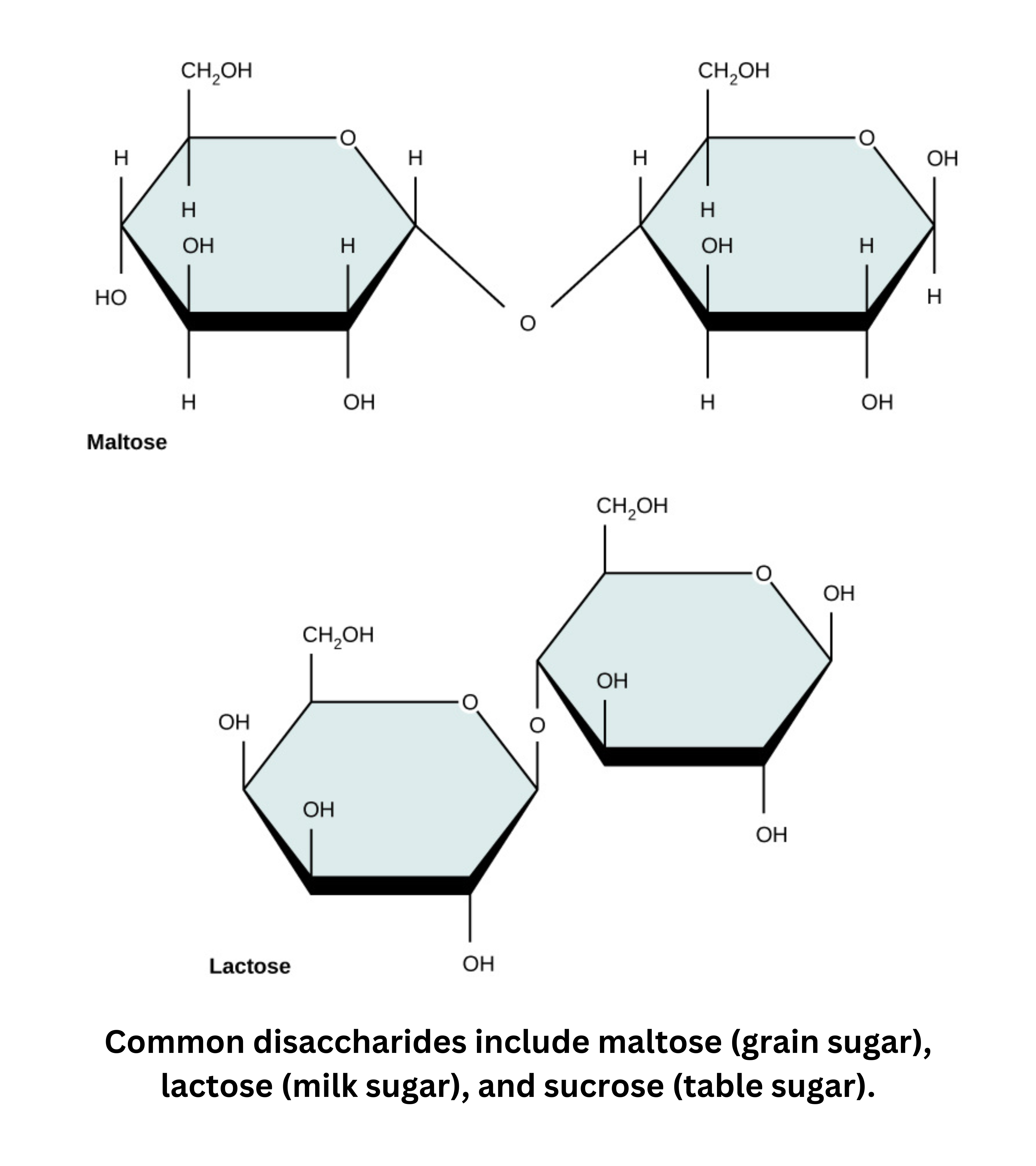 Common disaccharides maltose and lactose