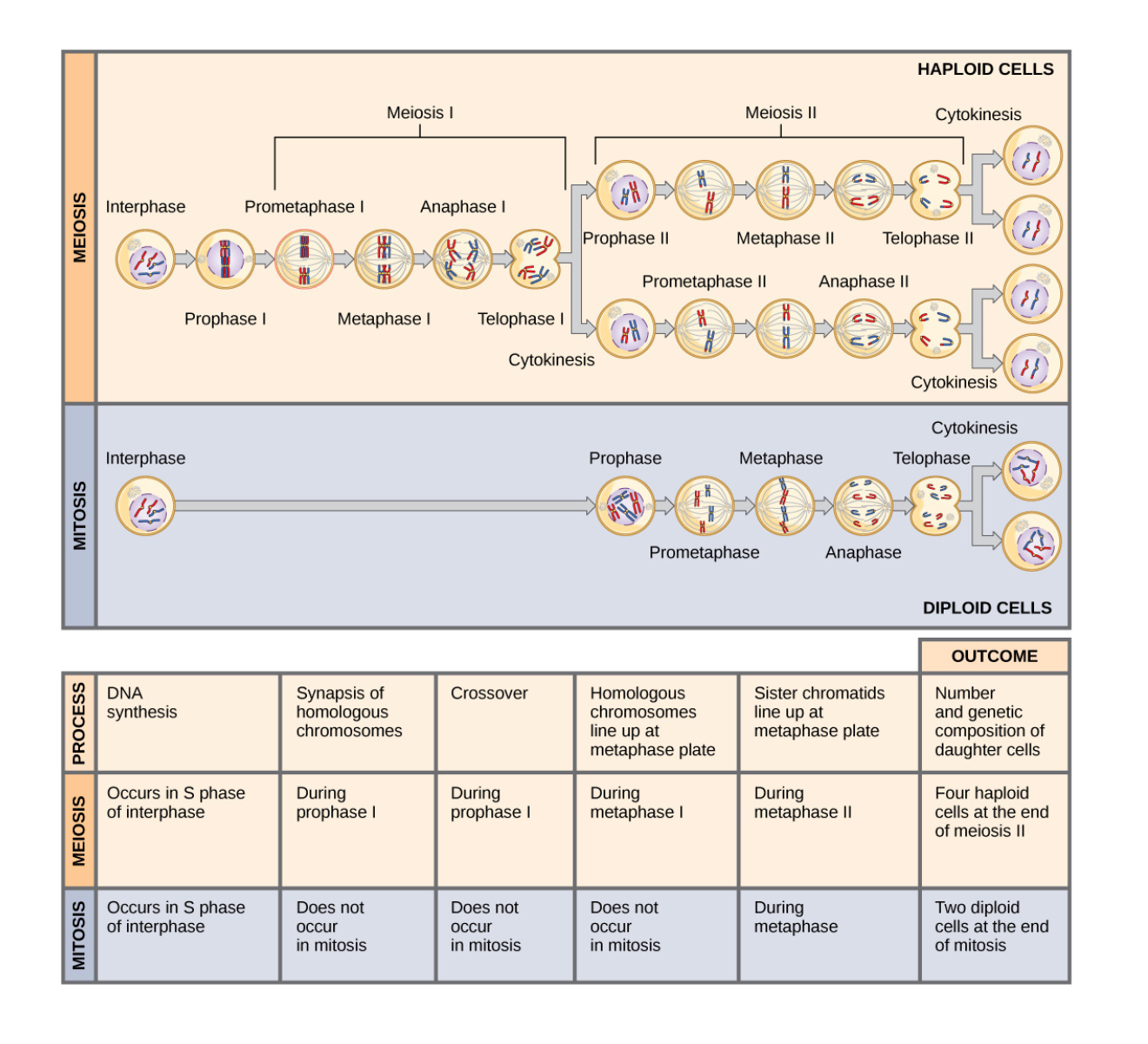 Comparing meiosis and mitosis in nuclear division and genetic outcomes