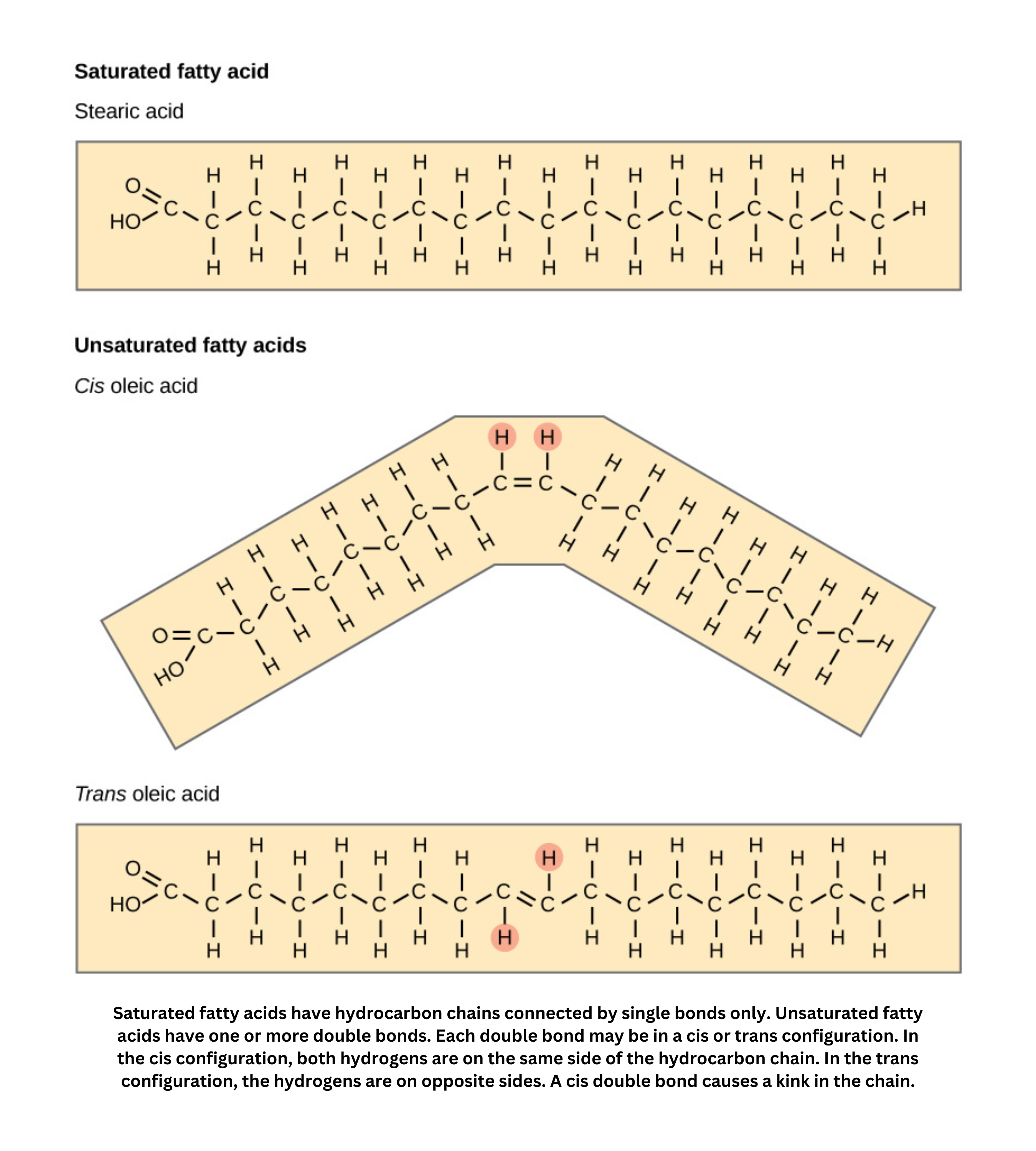 Comparison of saturated and unsaturated fatty acids with cis and trans configurations
