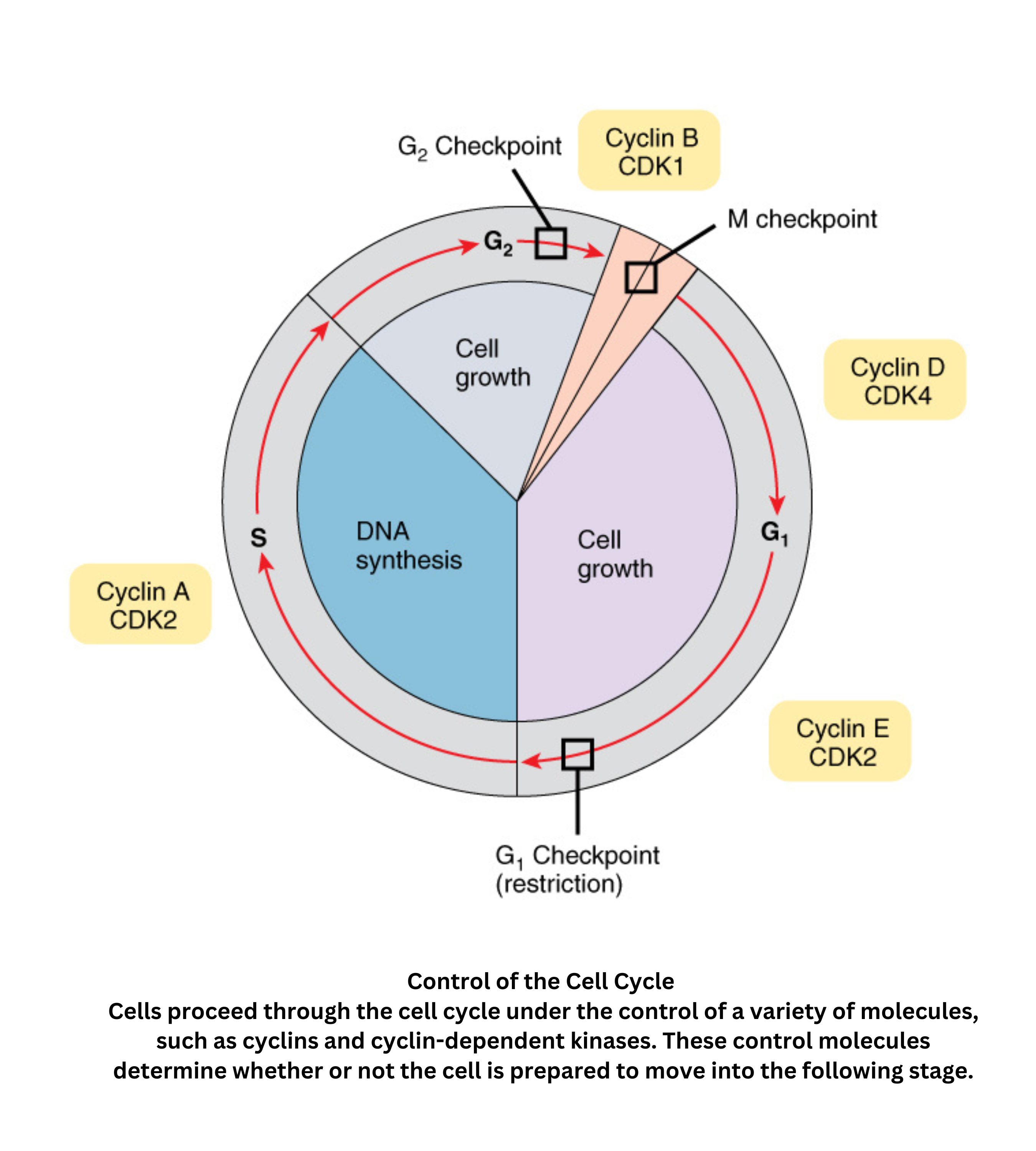 Control of the cell cycle showing checkpoints and cyclins