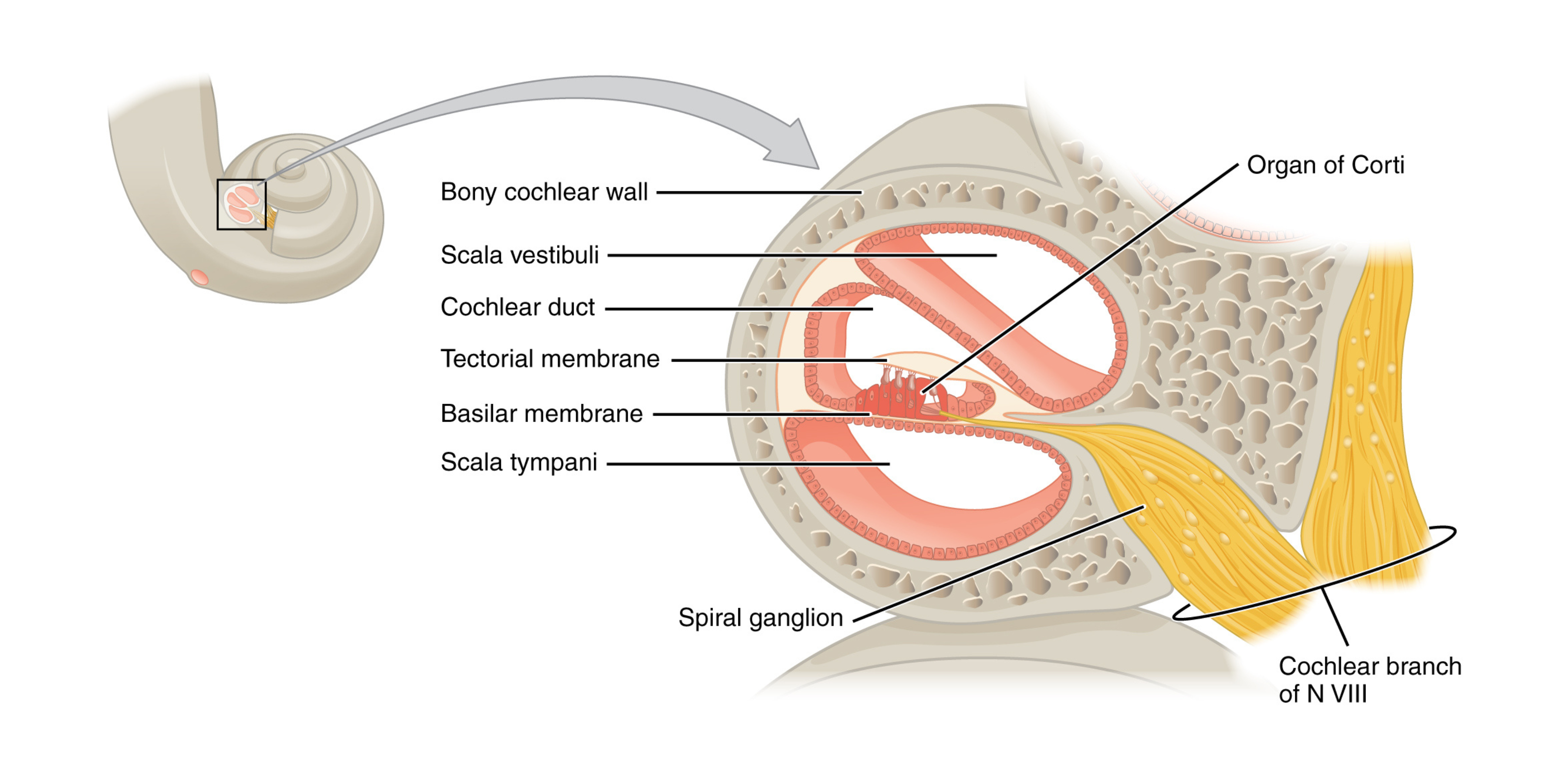 Cross section of the cochlea