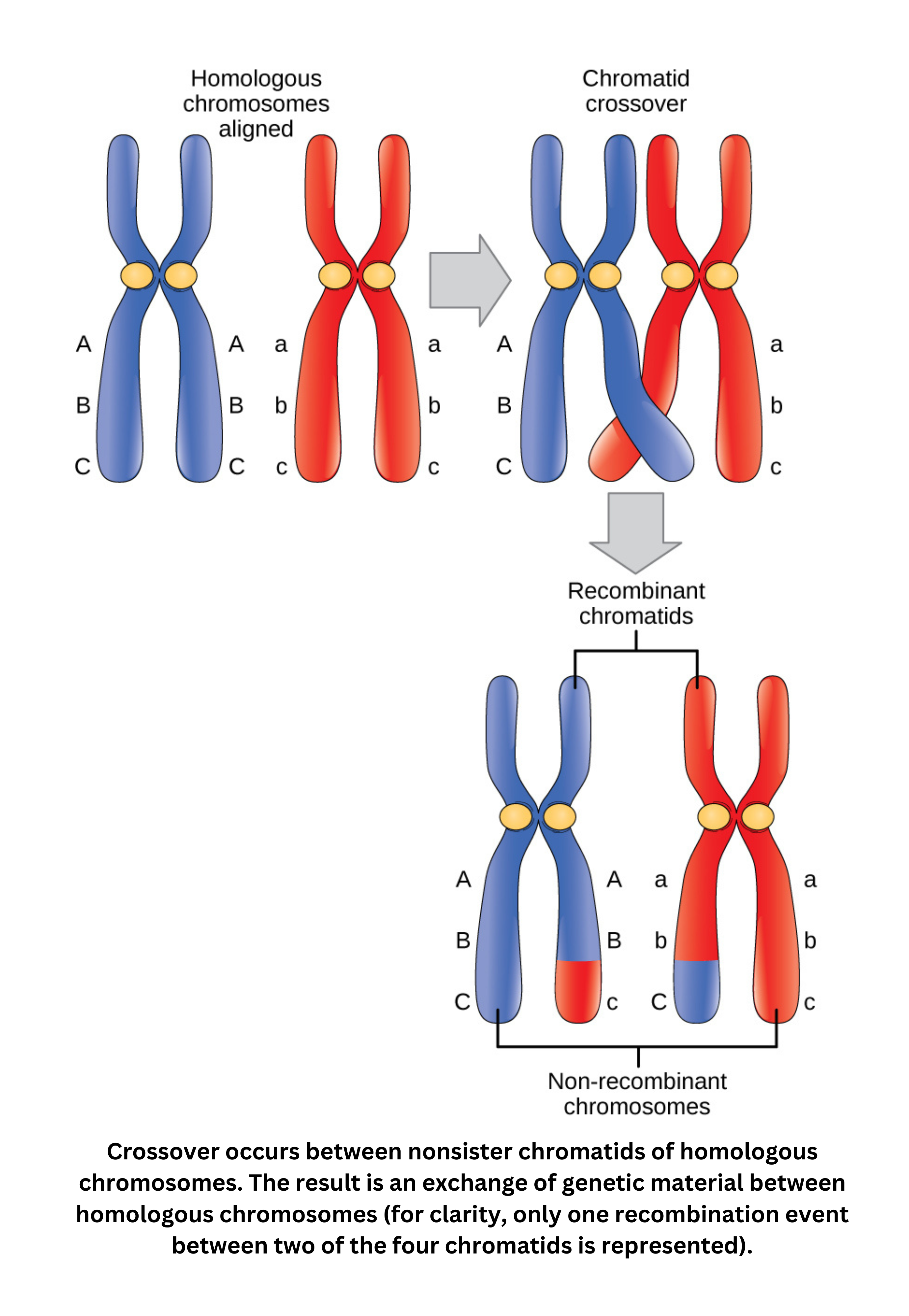 Crossover between homologous chromosomes resulting in recombinant chromatids