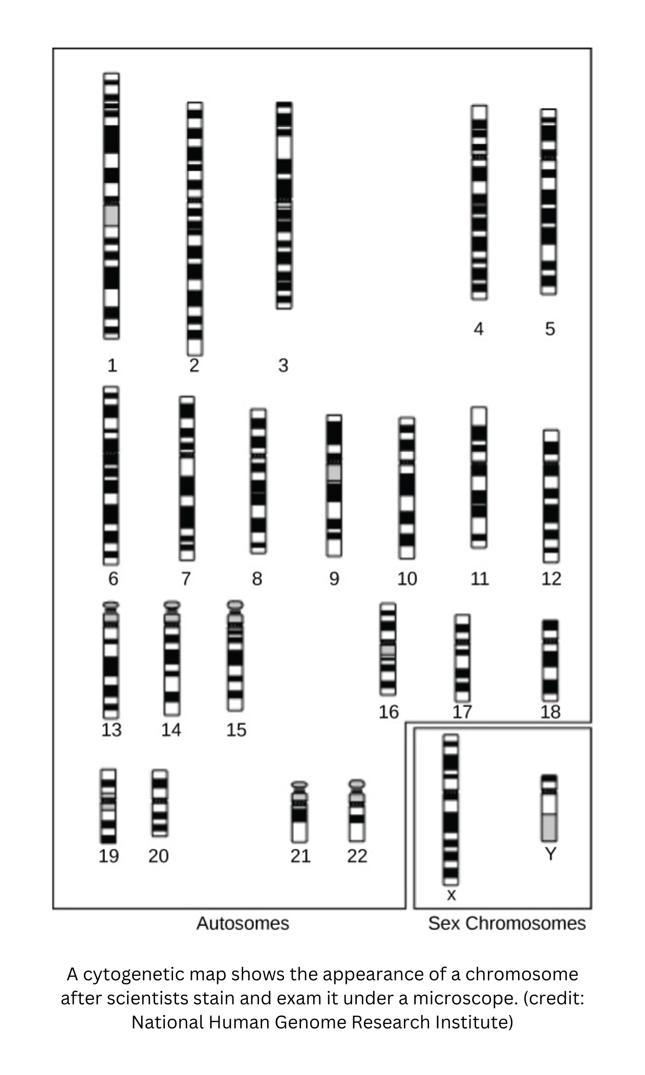 Cytogenetic map