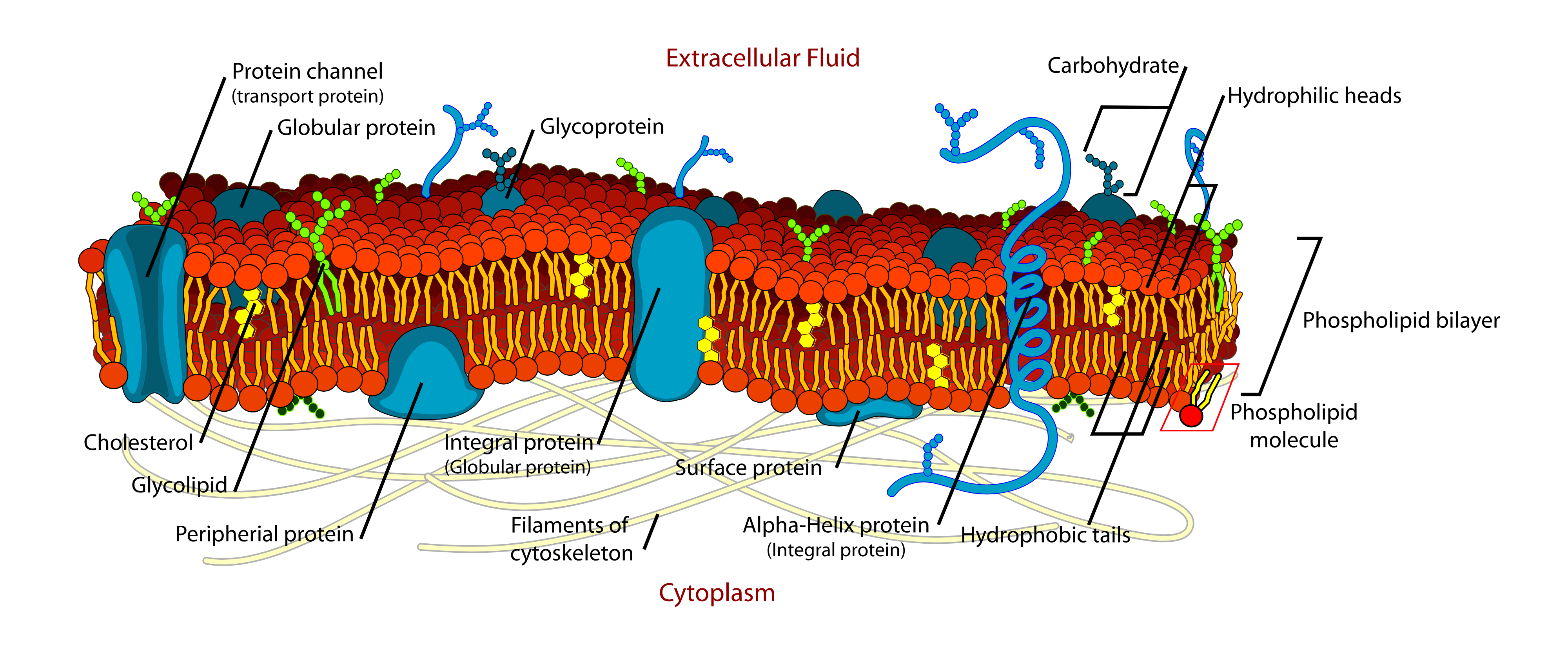 Detailed diagram of the cell membrane structure