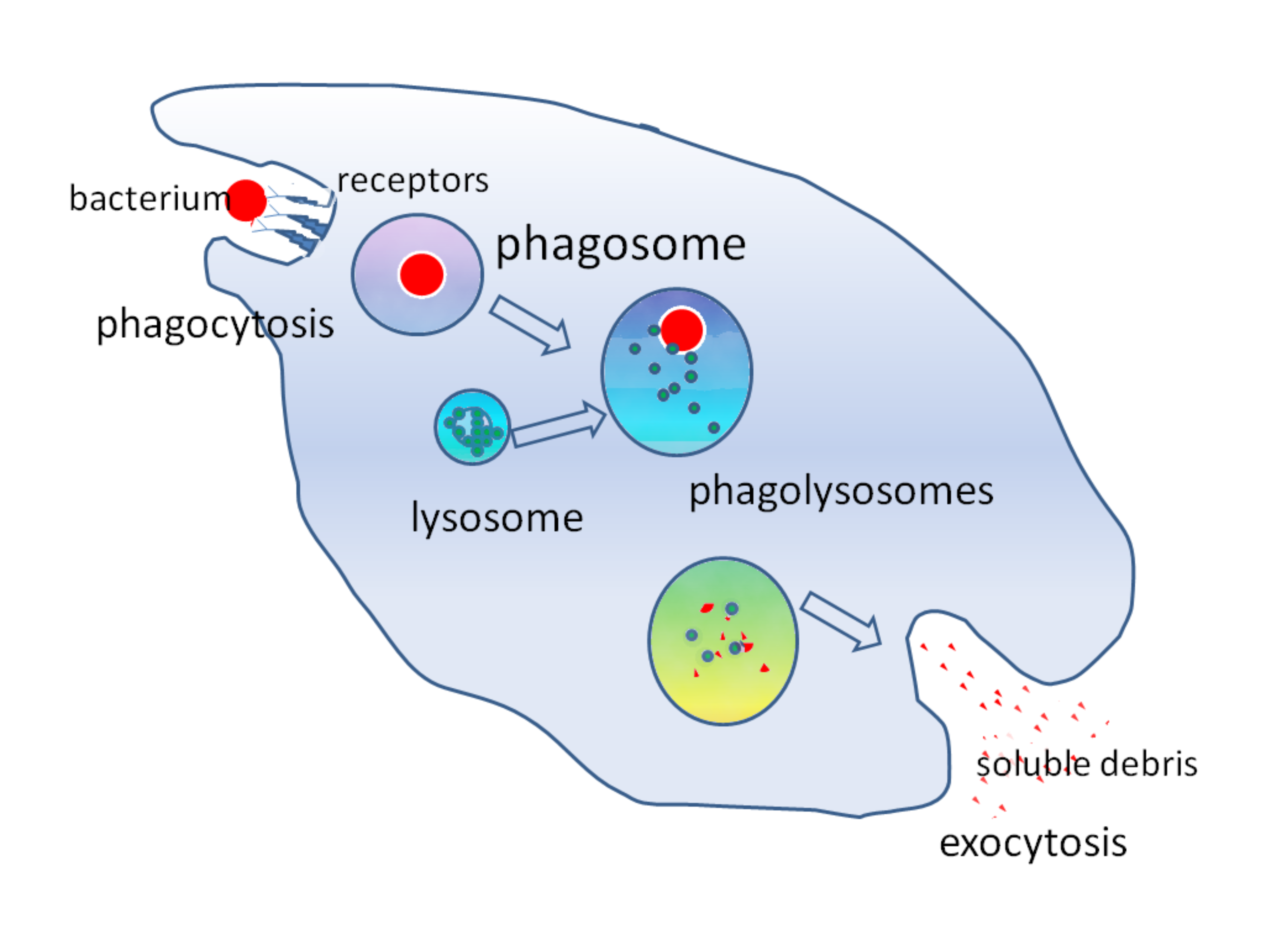 Diagram illustrating the process of phagocytosis in cells