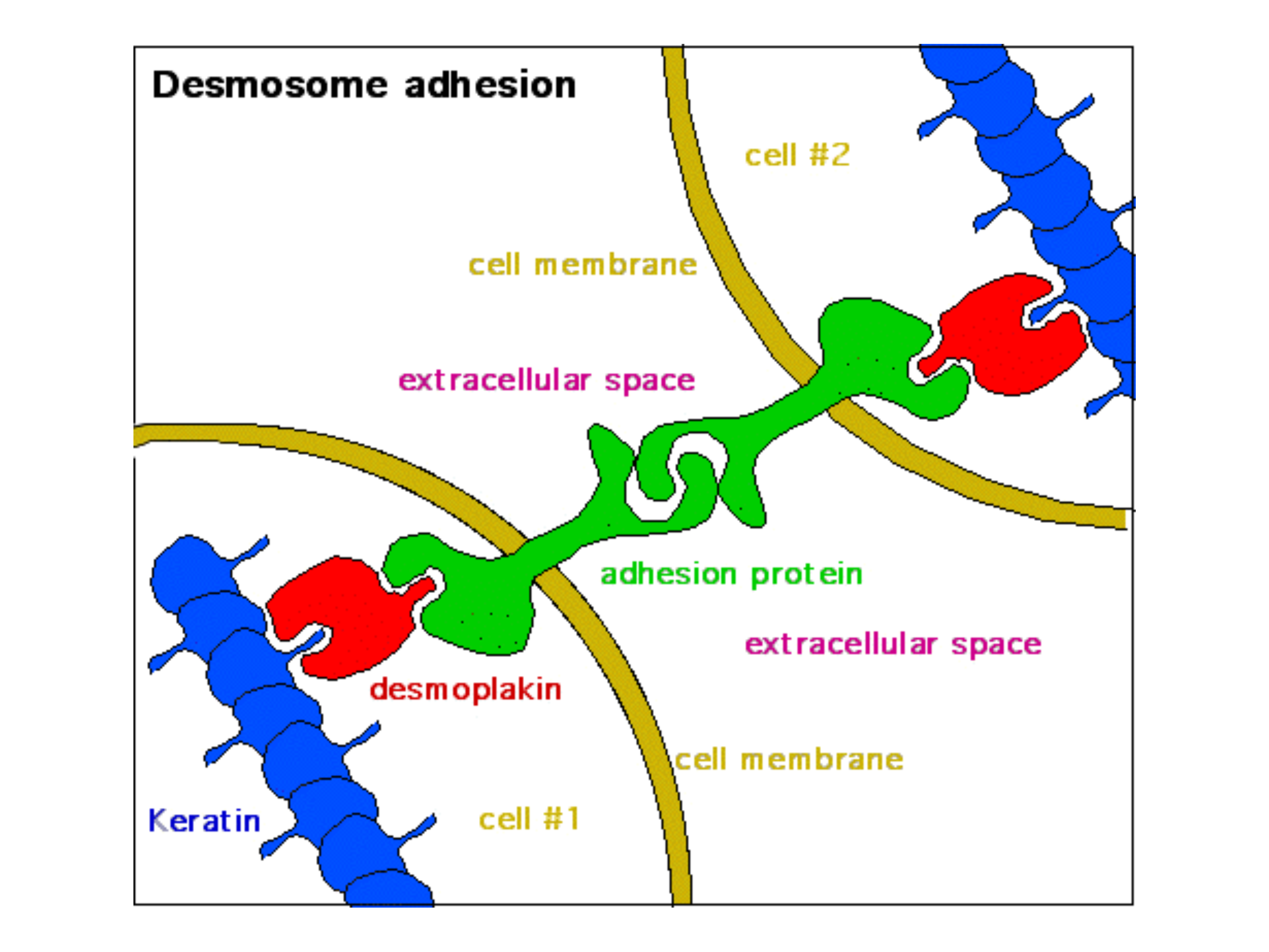 Diagram of desmosomal adhesion linking two adjacent cells
