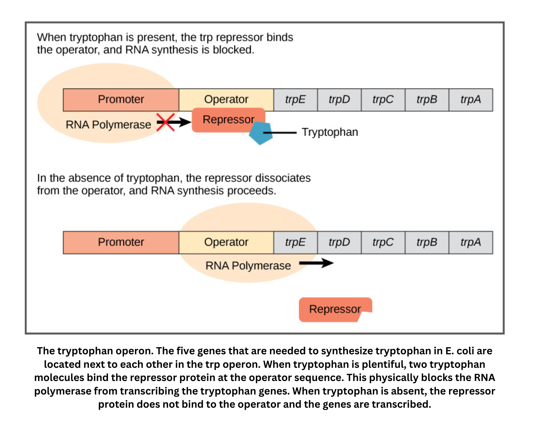 Diagram of the trp operon regulation in E. coli