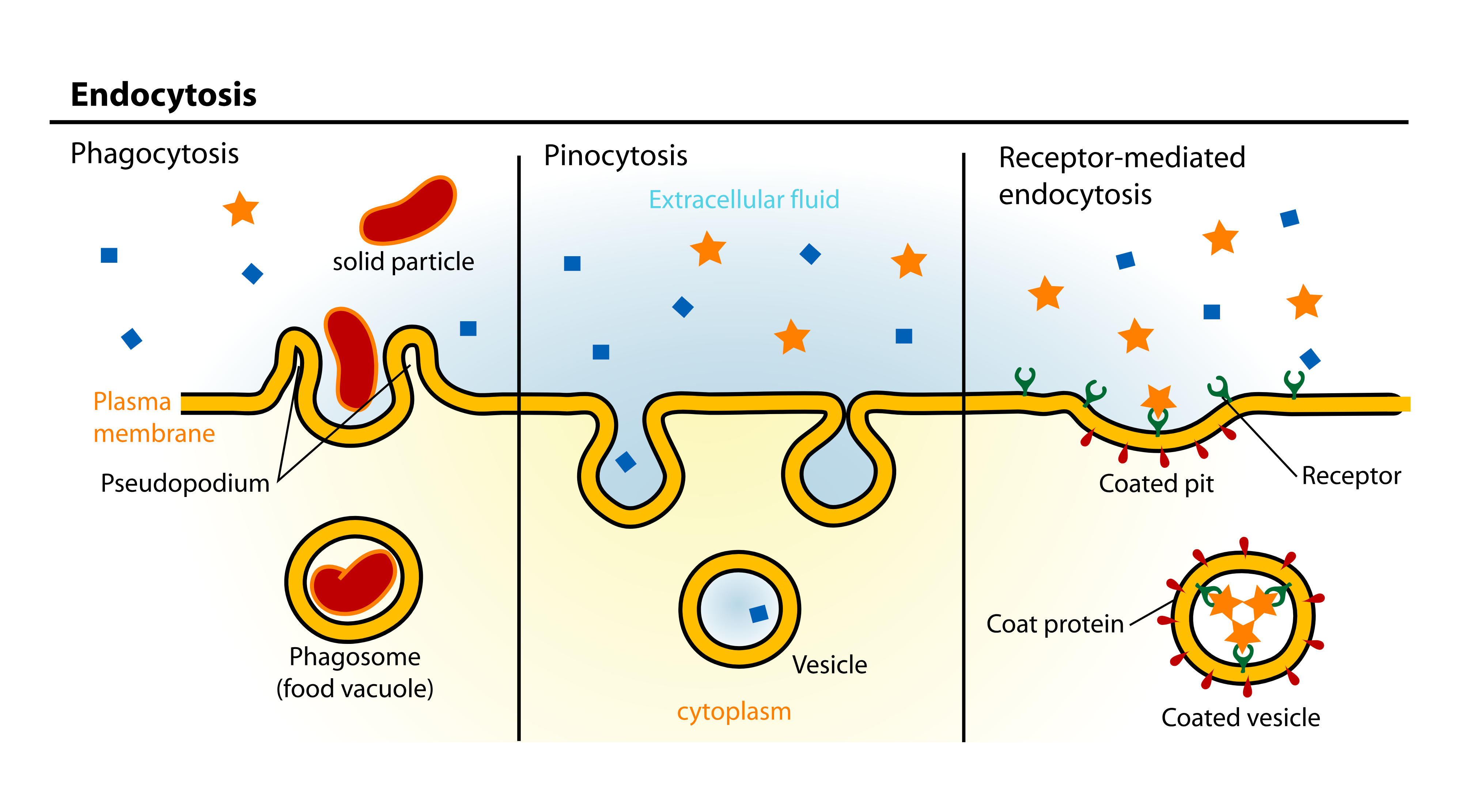 Diagram showing different types of endocytosis in cells