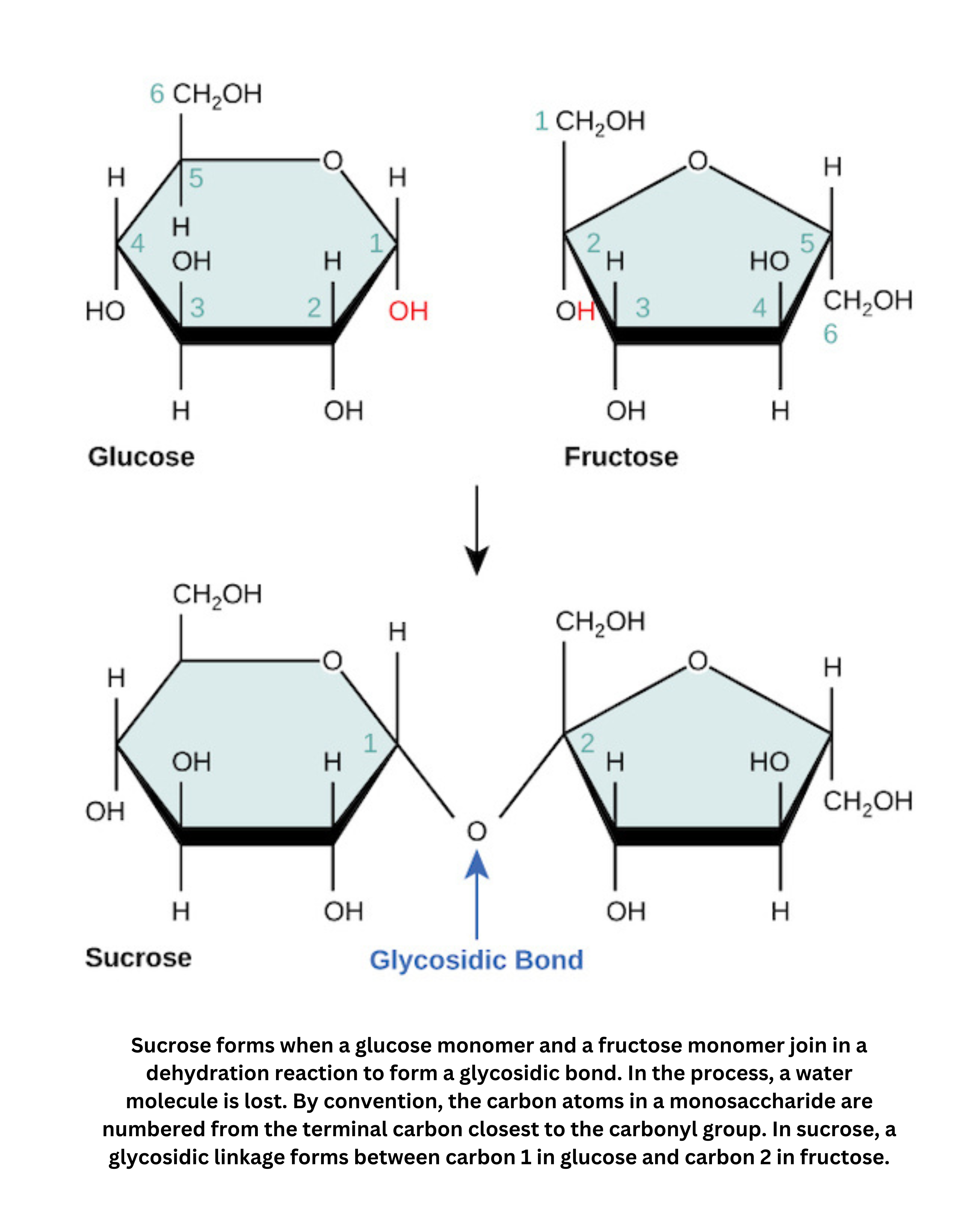 Disaccharide formation showing glycosidic bond in sucrose between glucose and fructose