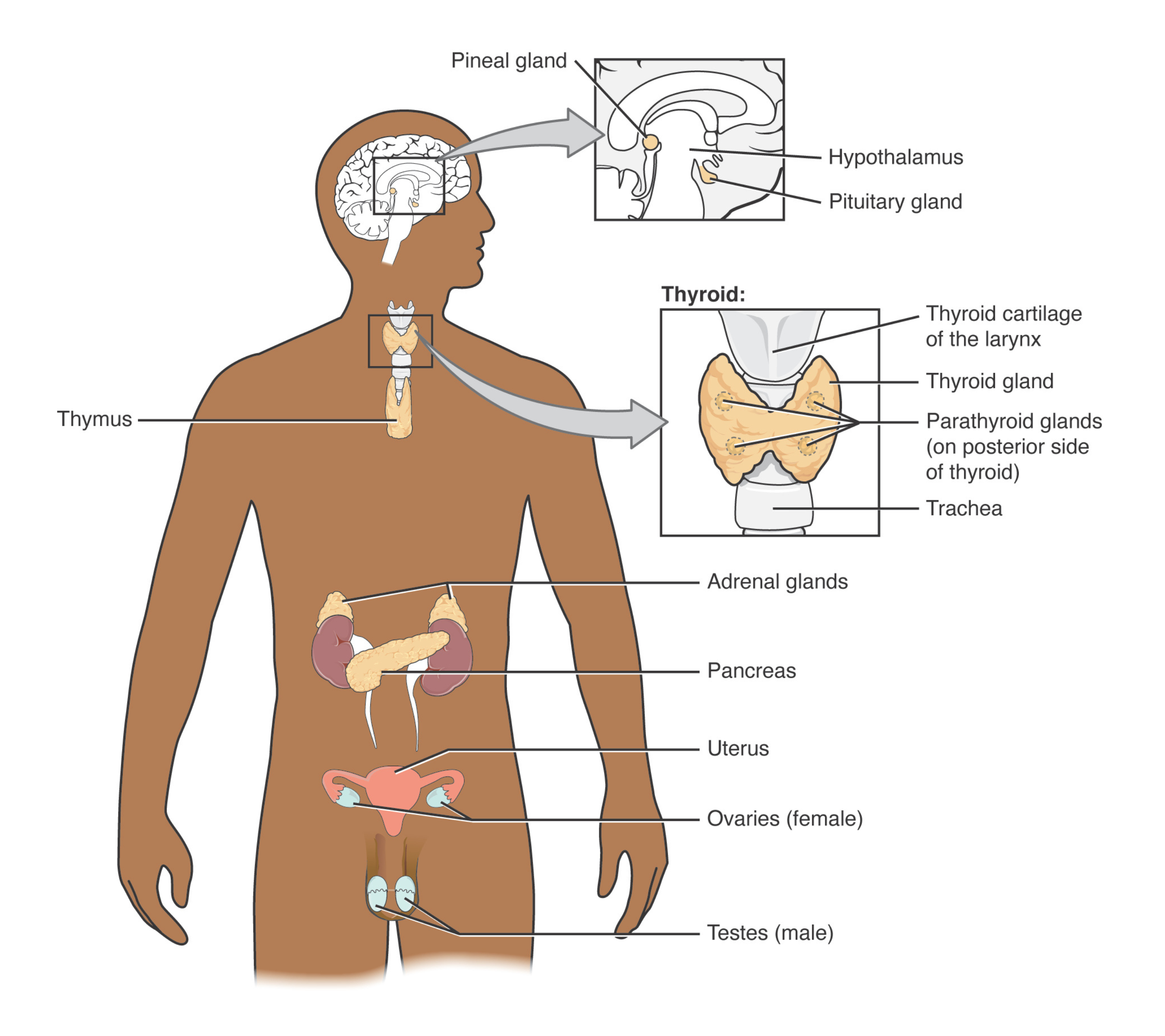 Endocrine system glands and cells throughout the body