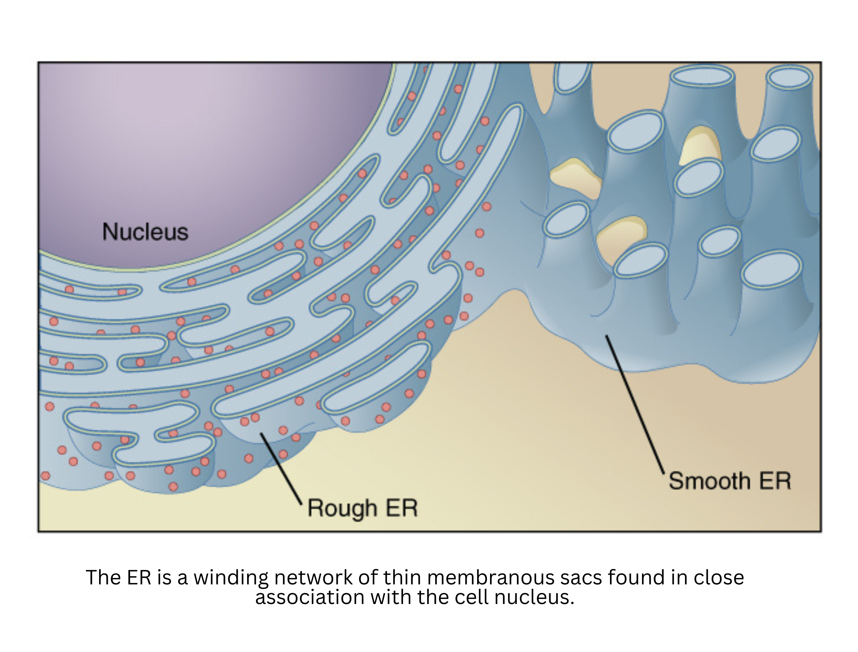 Endoplasmic reticulum labeled diagram showing rough and smooth regions with nucleus
