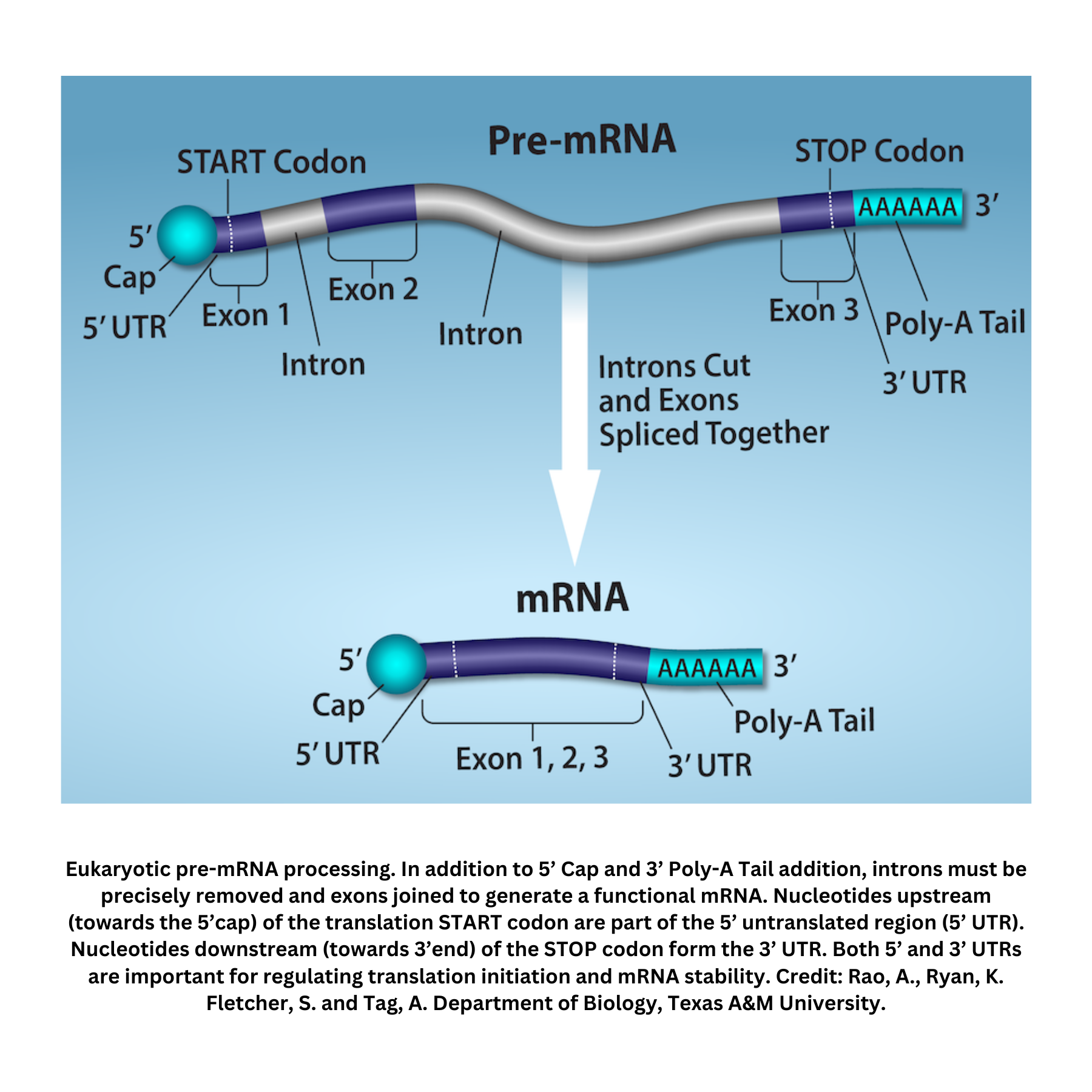 Eukaryotic pre-mRNA processing with intron removal and end modifications
