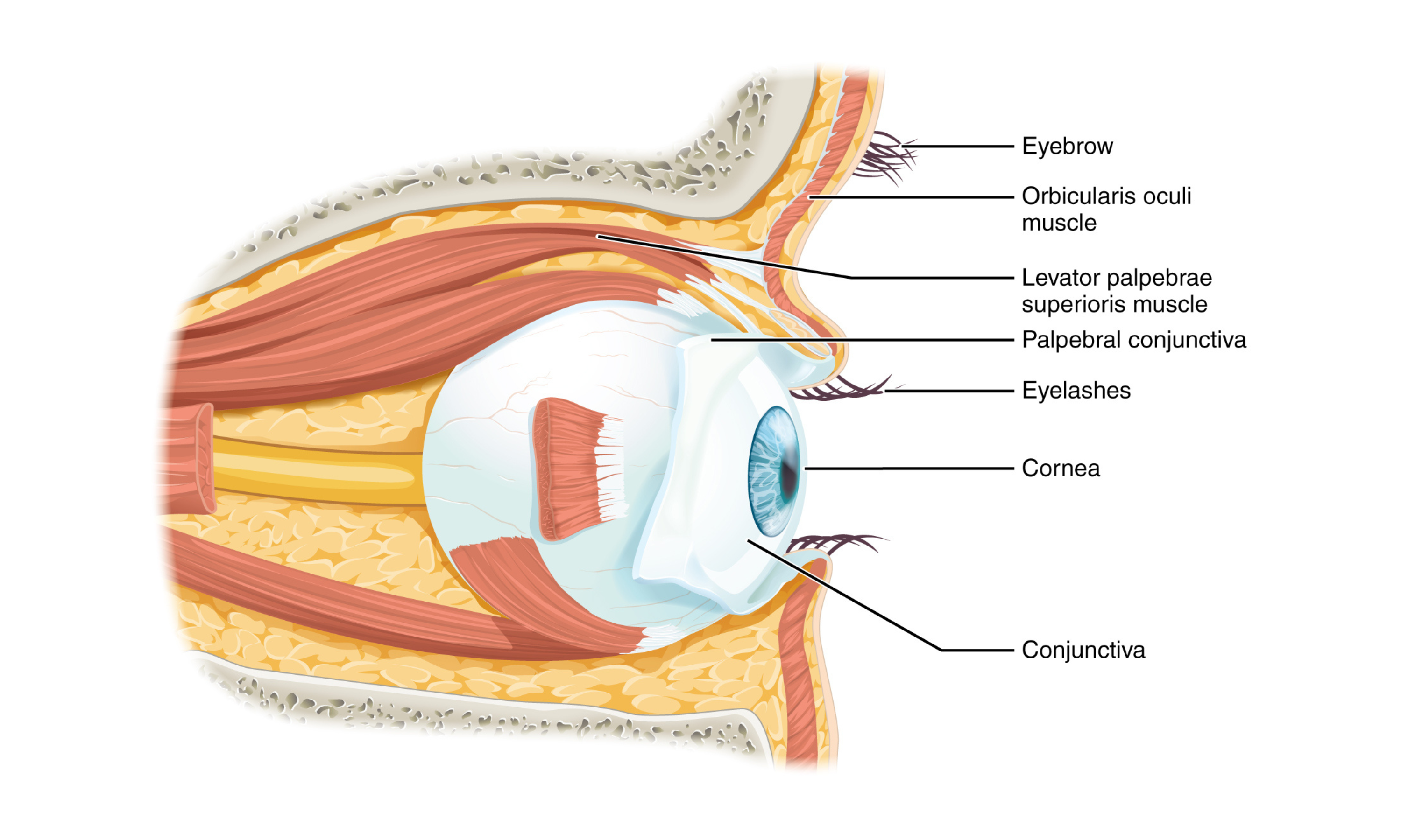 Eye in the orbit