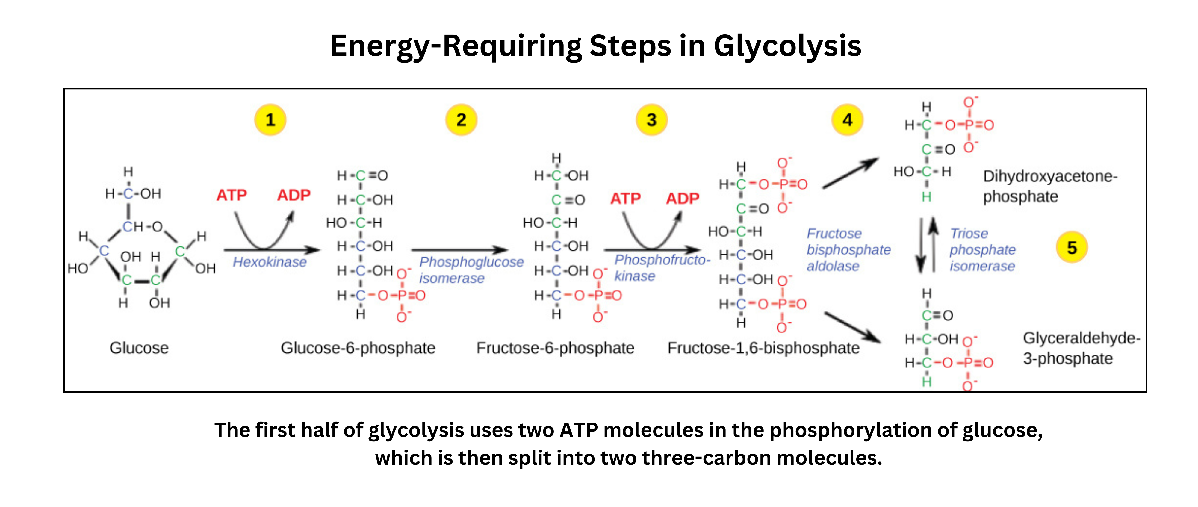 First half of glycolysis showing energy-requiring steps and ATP investment in phosphorylation