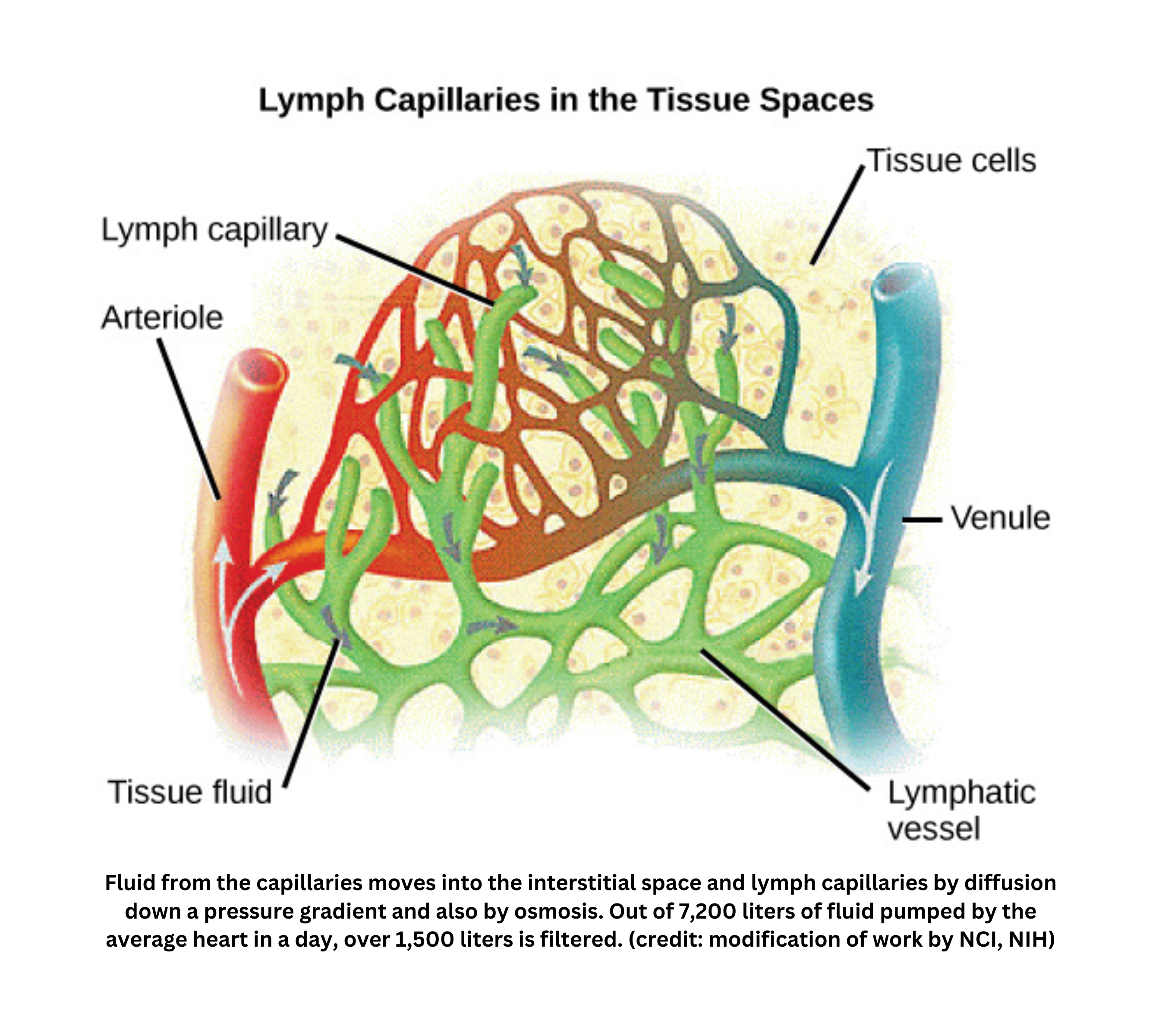 Fluid exchange between capillaries interstitial fluid and lymphatic vessels