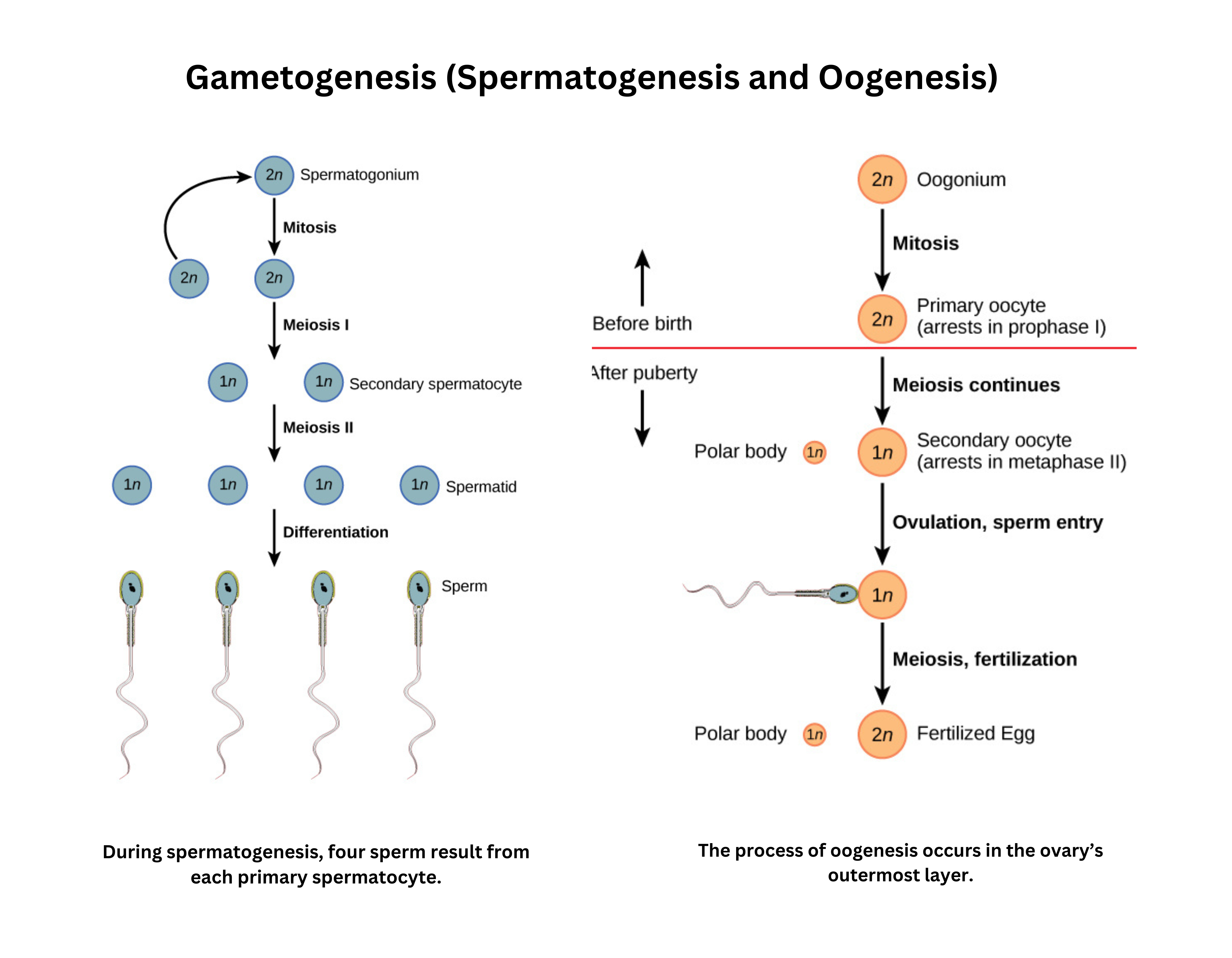 Gametogenesis: spermatogenesis and oogenesis processes compared