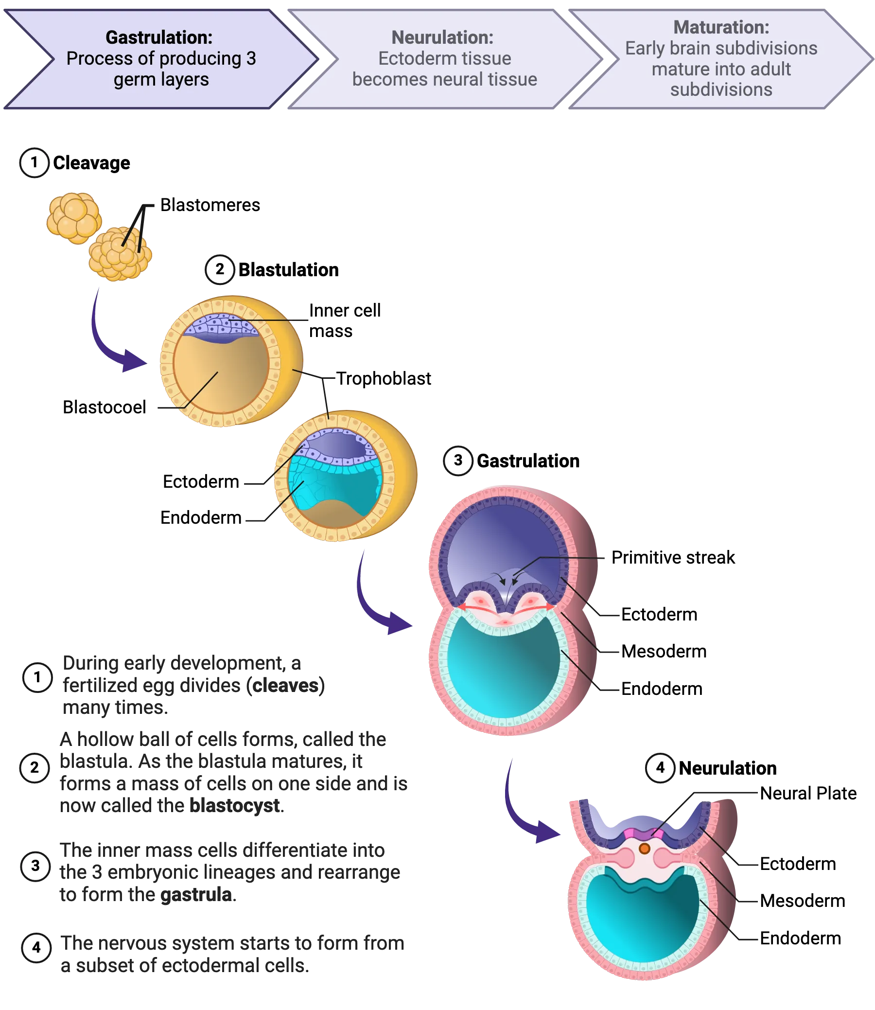 Gastrulation