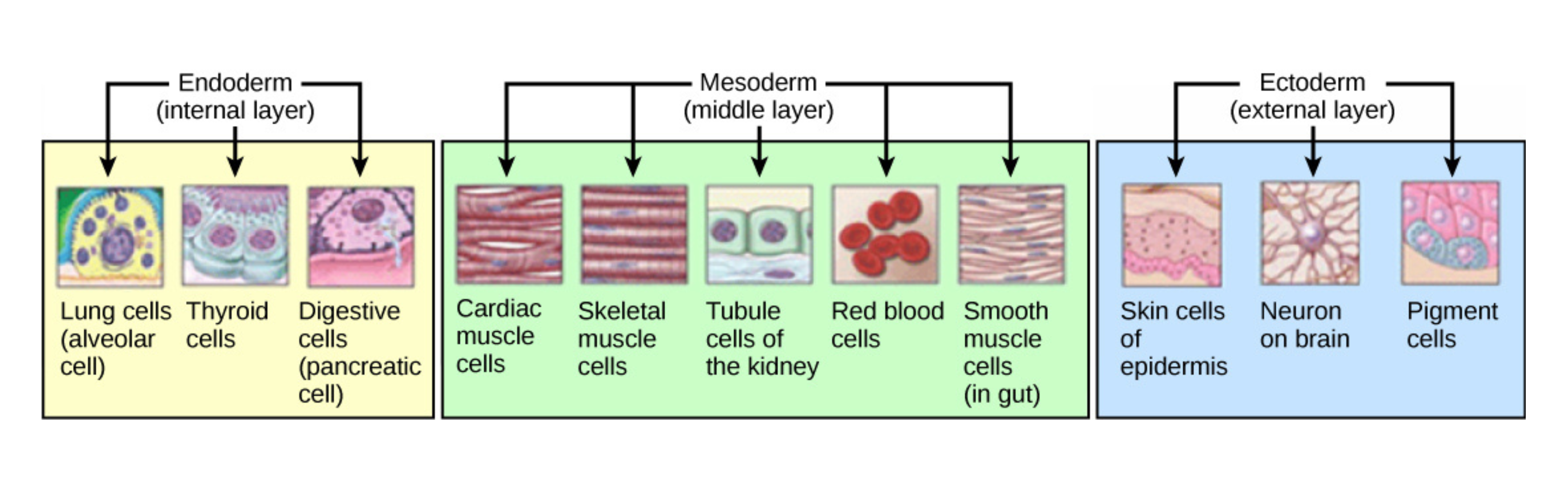 Gastrulation and the formation of the three germ layers