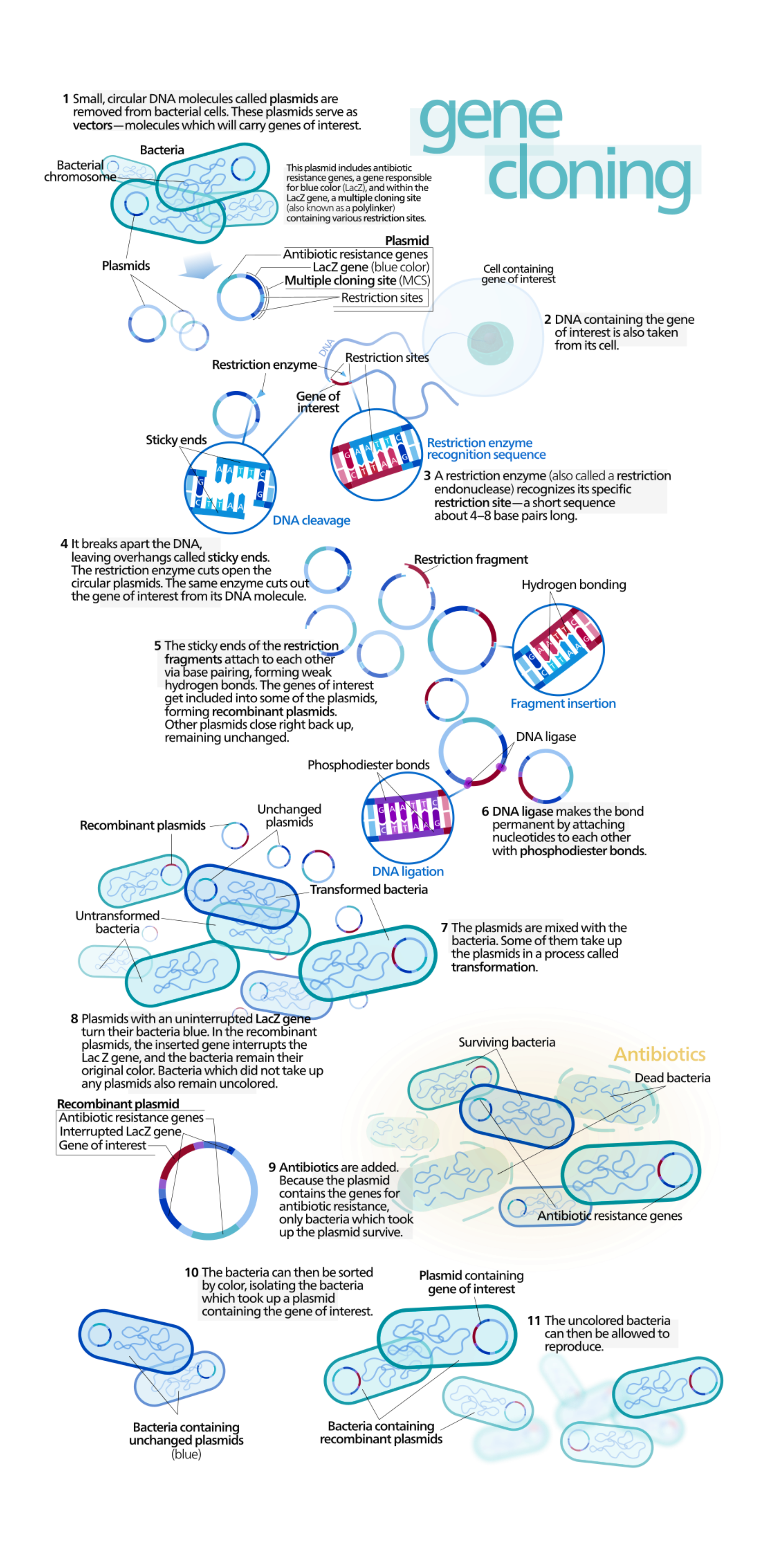 Gene cloning with plasmids: diagram of recombinant DNA use in bacteria