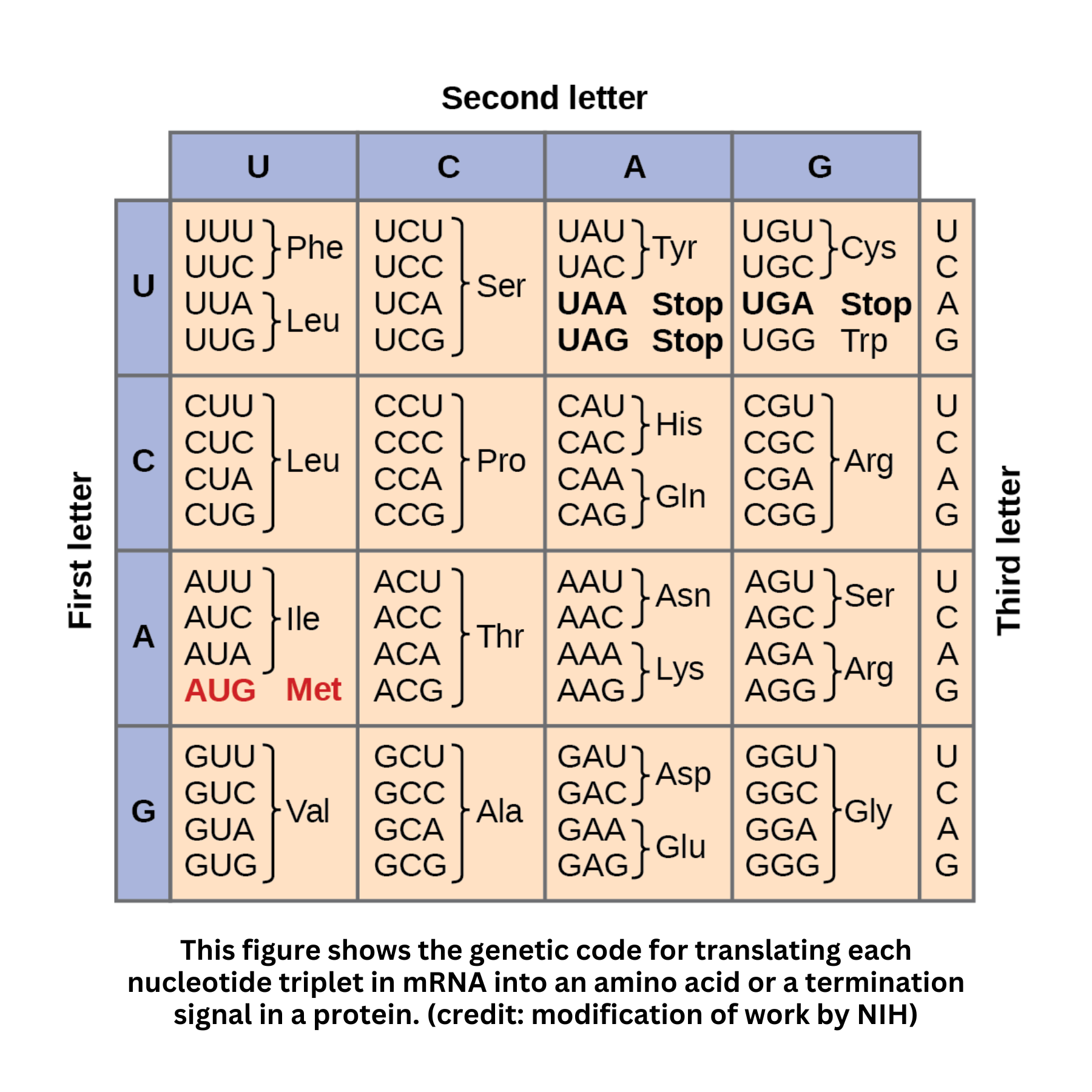 Genetic code codons chart showing amino acid translation