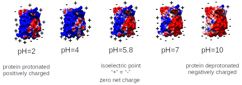 GFP (PDB 1B9C) charge at different pH