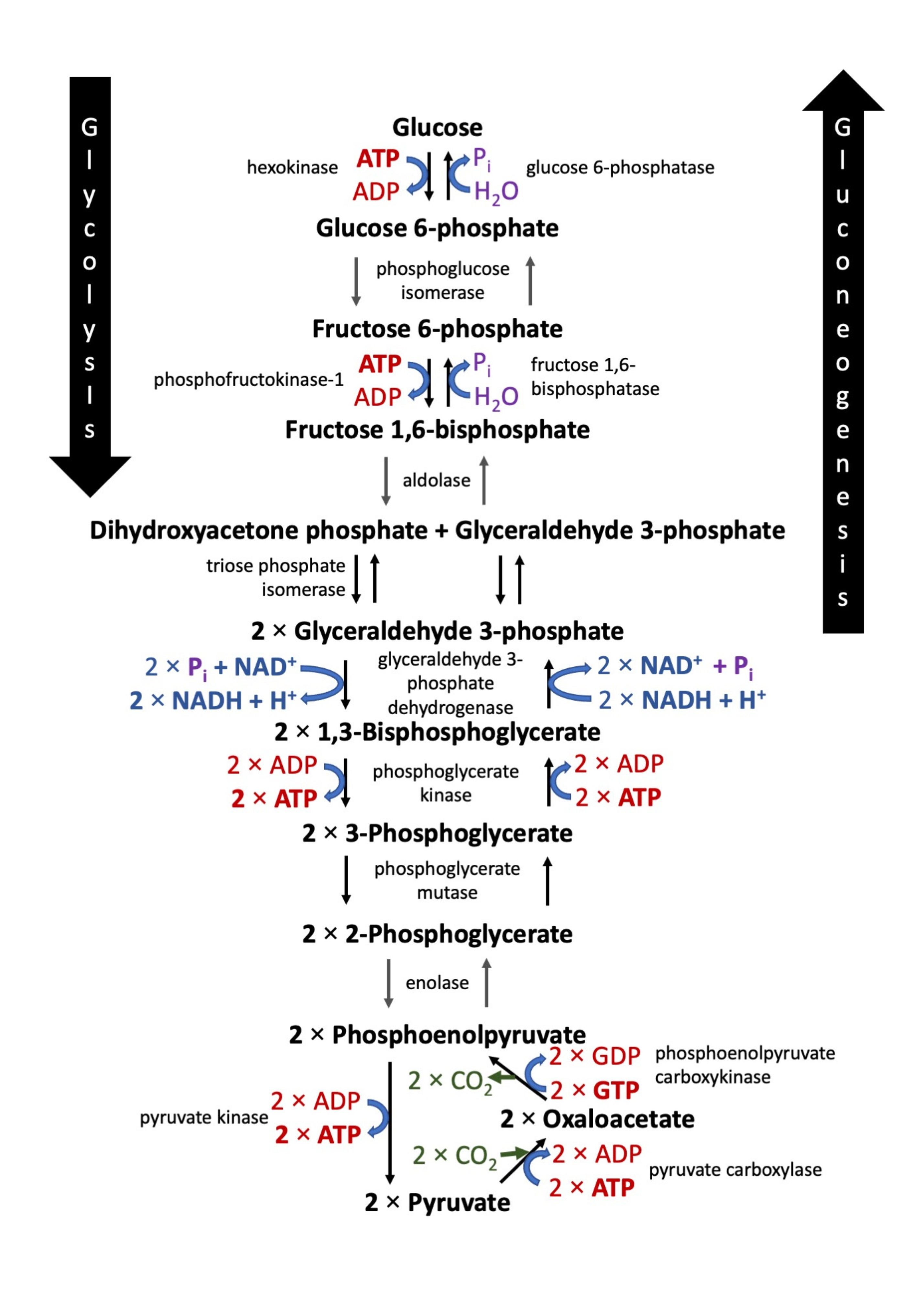Glycolysis and gluconeogenesis intermediates and enzymes pathway diagram