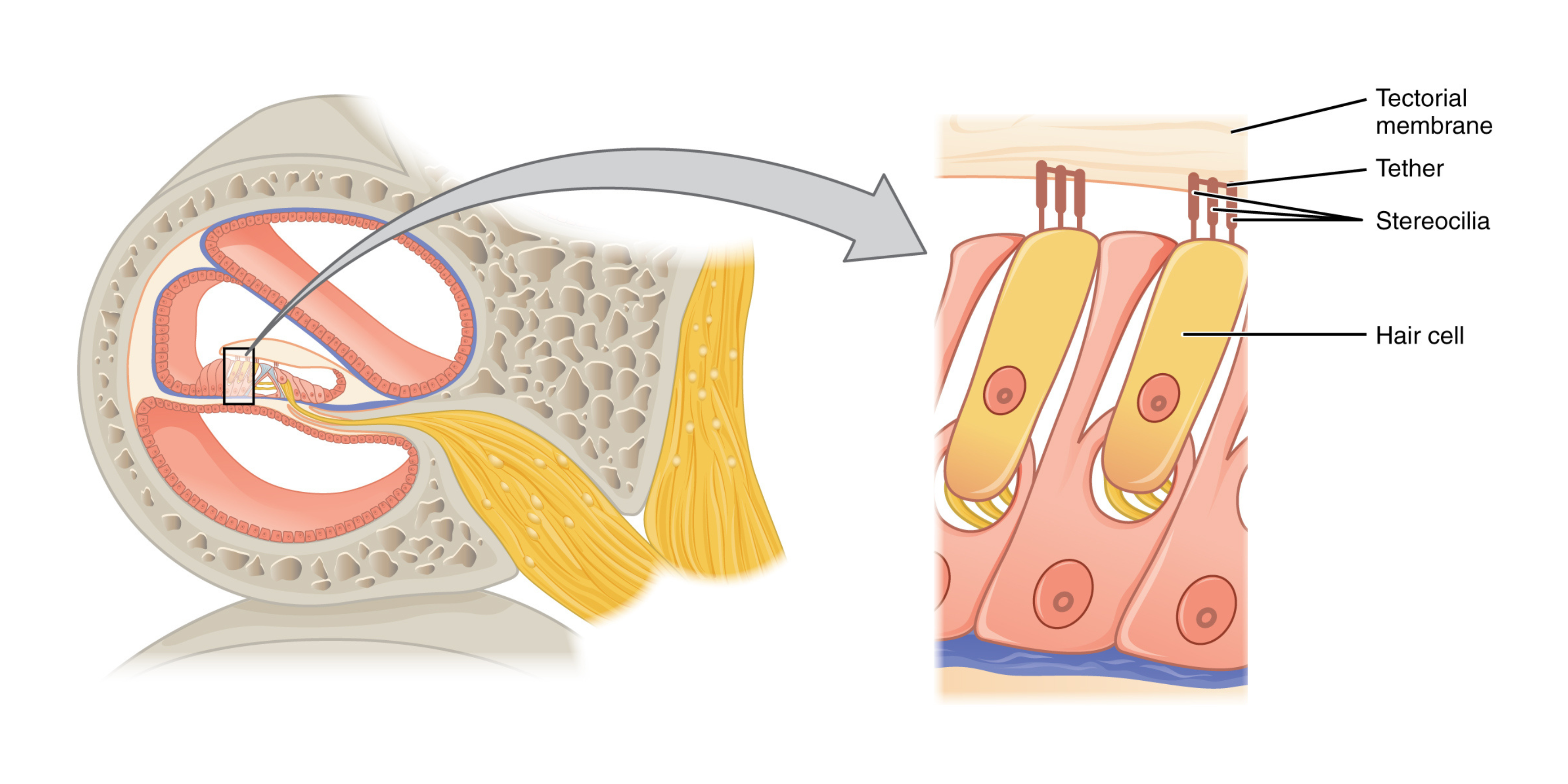 Hair cell structure
