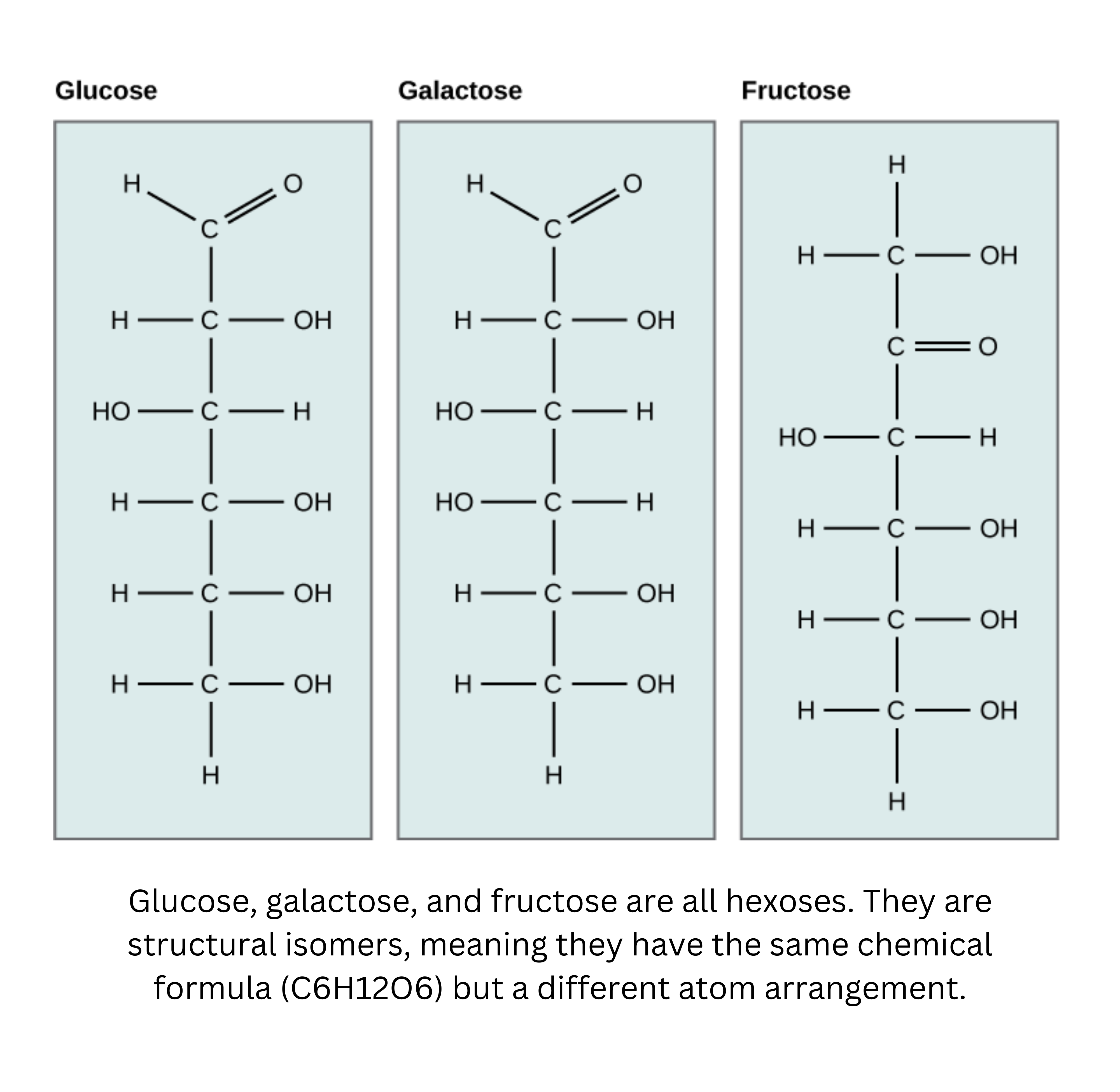 Hexose isomers glucose, galactose, and fructose with structural differences