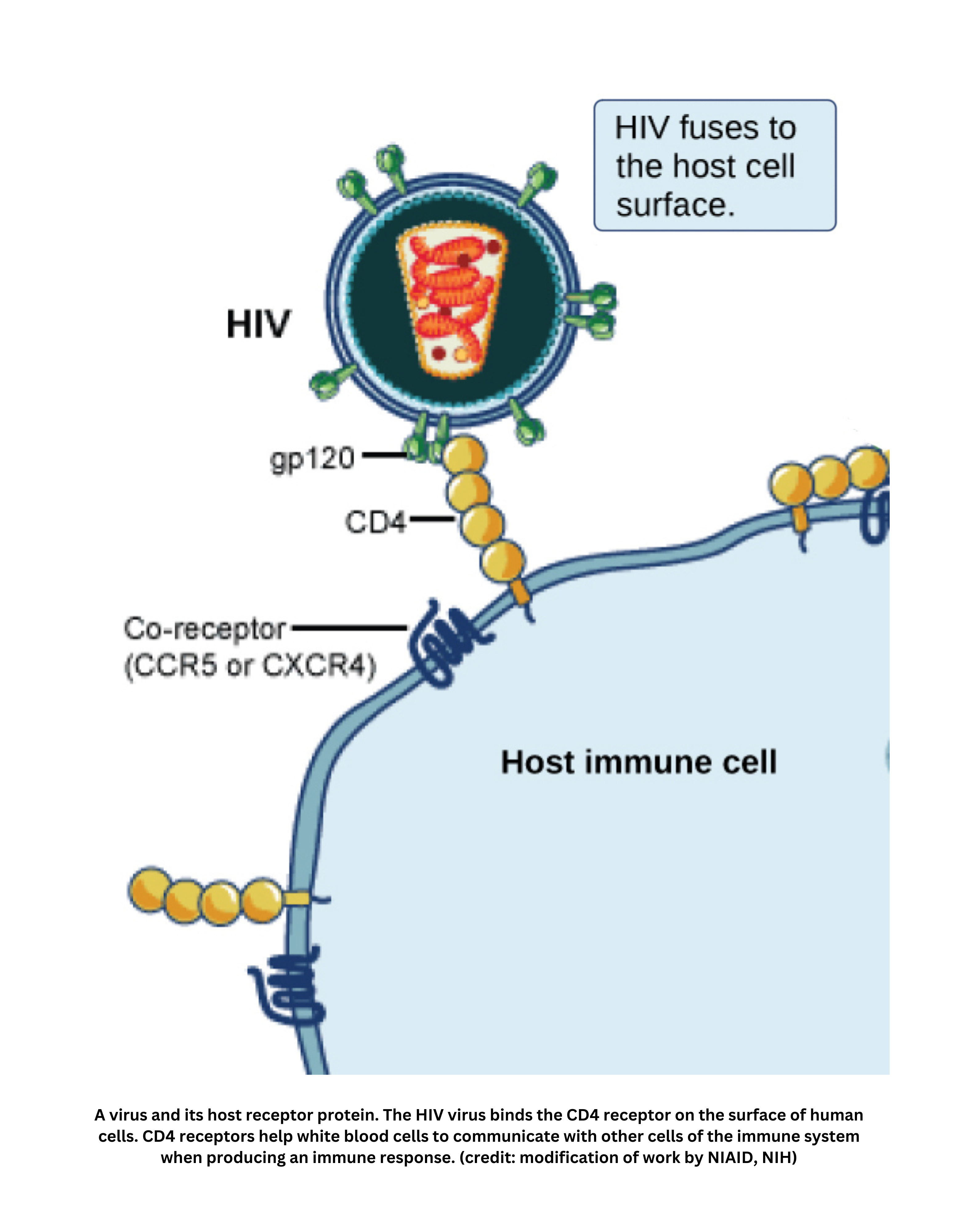 HIV virus binding to CD4 receptor on immune cell during viral attachment