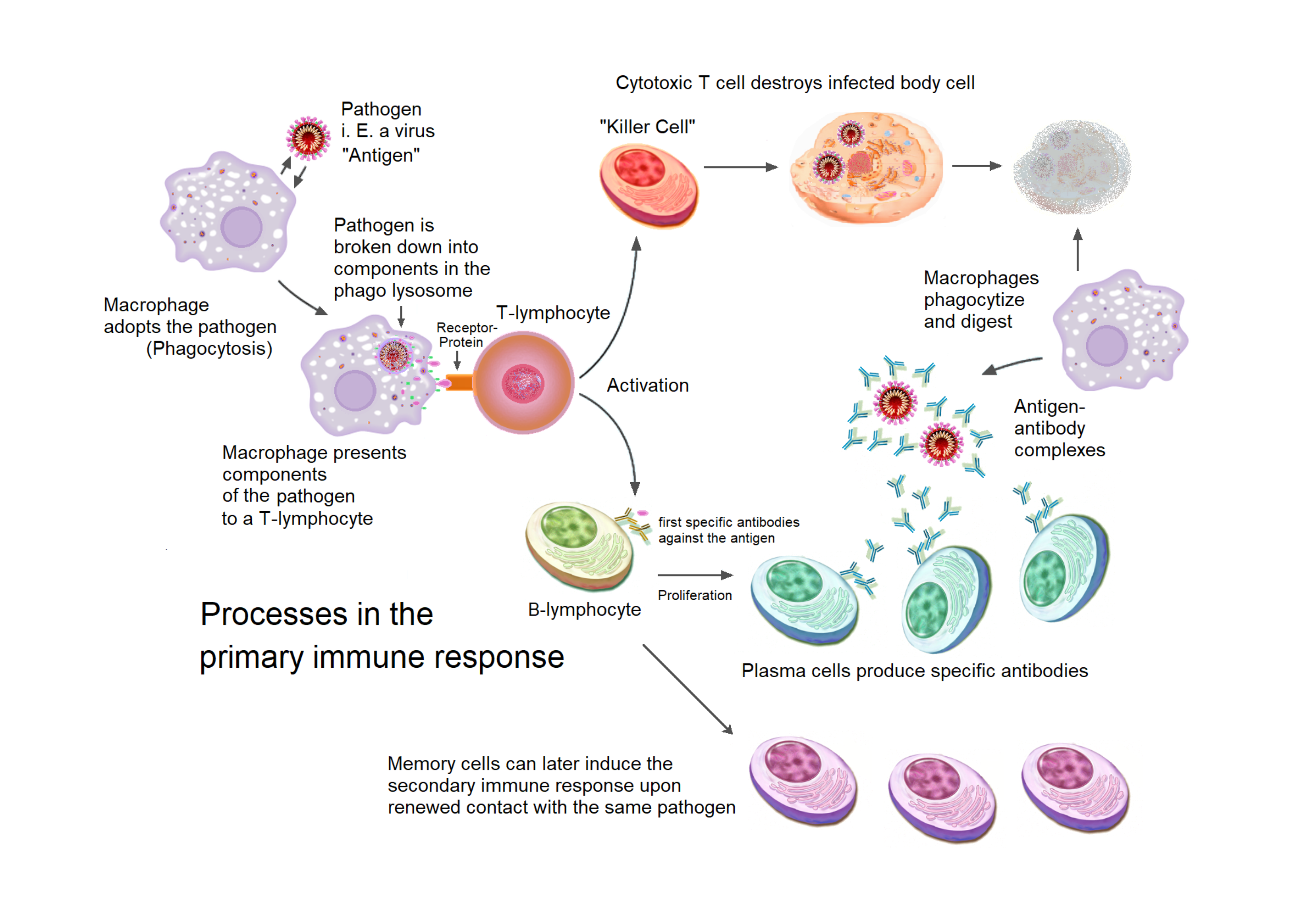 Immune system innate and adaptive immunity overview with white blood cell roles