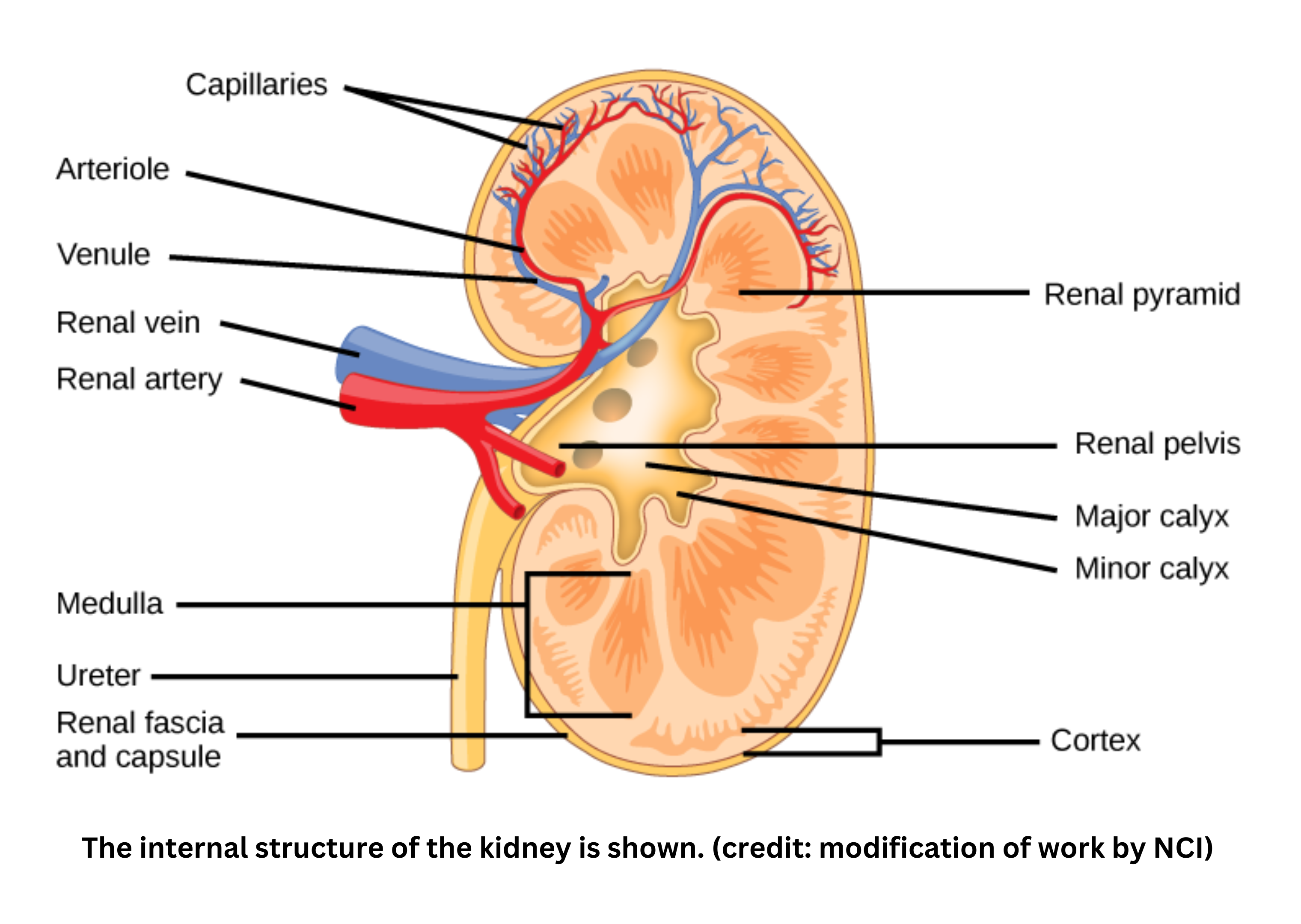 Internal structure of the kidney including cortex, medulla, and renal pelvis