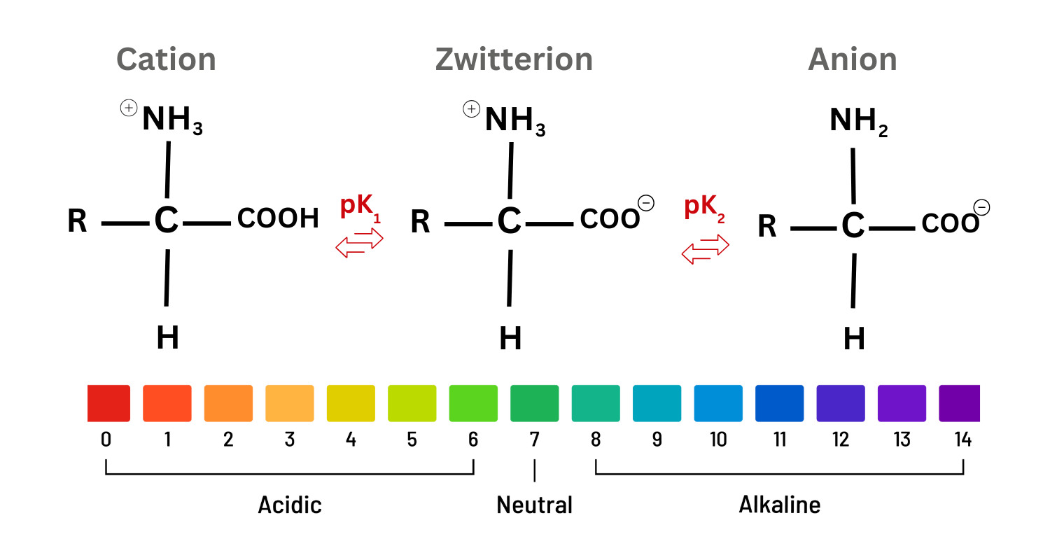 Ionization states of an amino acid across the pH scale with pKa transitions