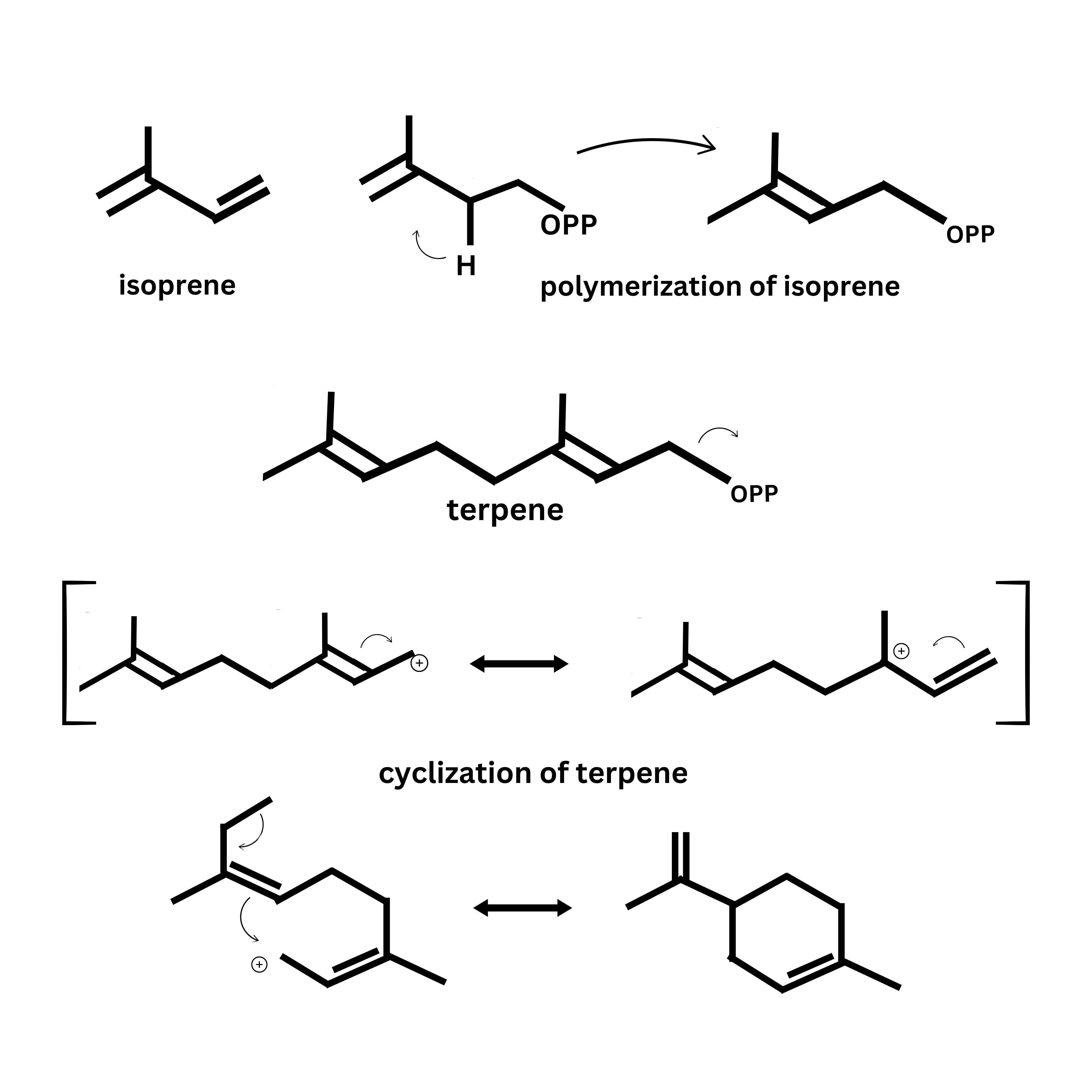 Isoprene polymerization and cyclization in terpene formation