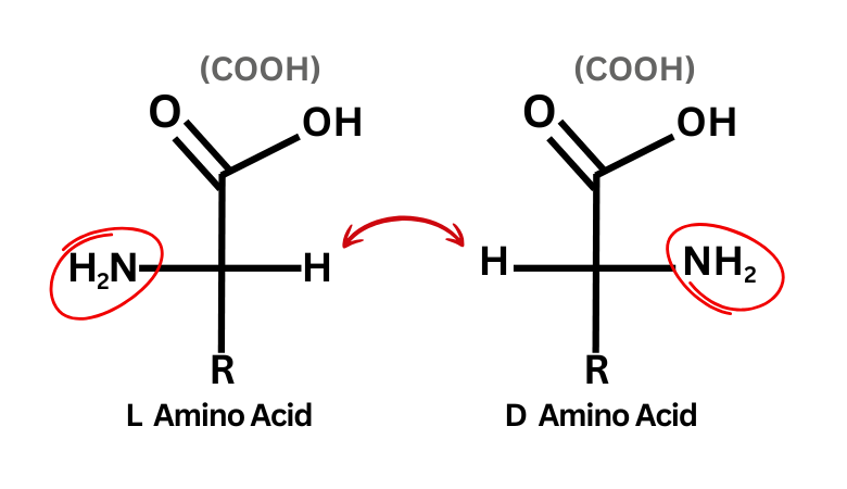 L-amino acid vs D-amino acid mirror image comparison
