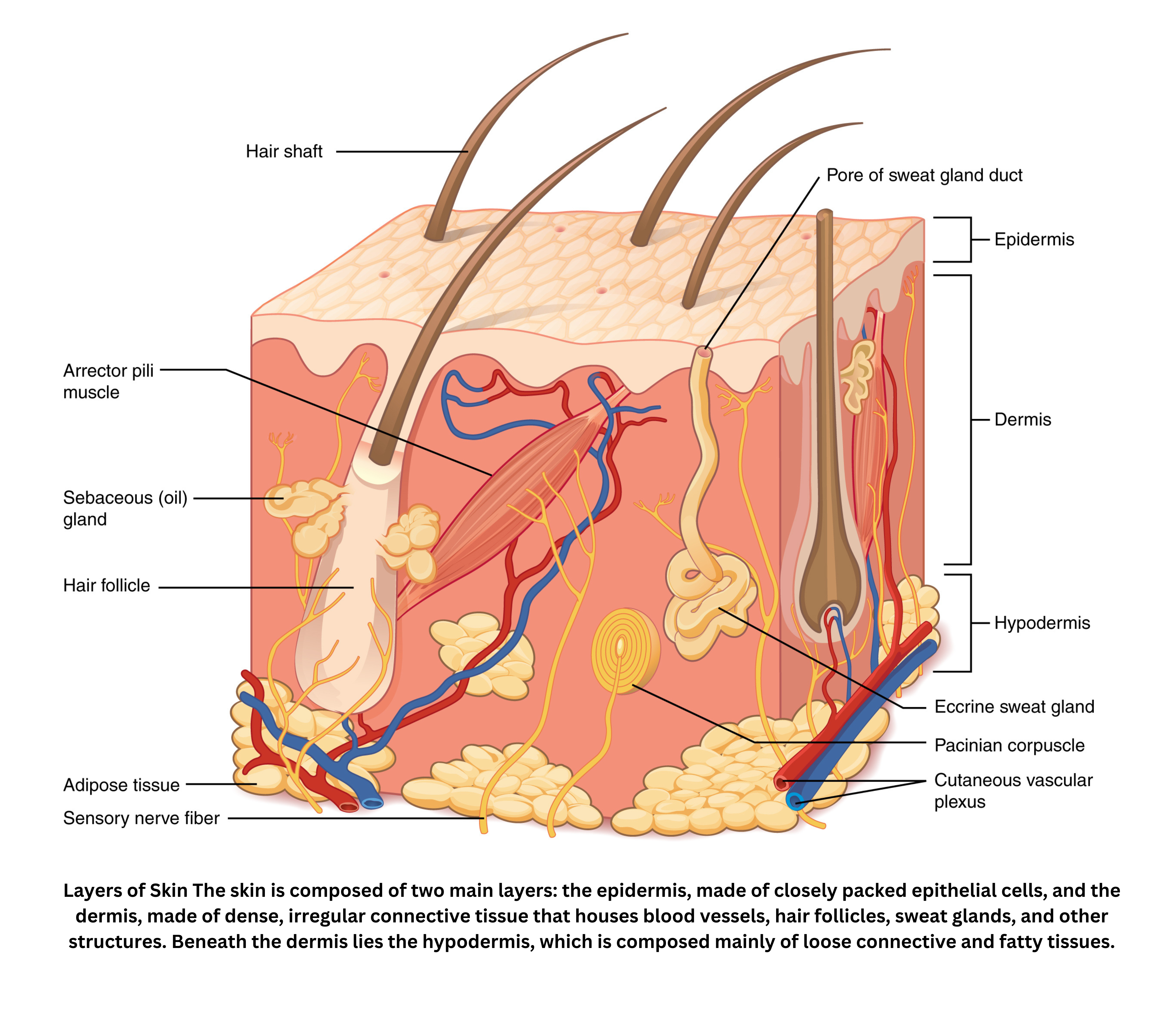 Layers of skin showing epidermis dermis and hypodermis with accessory structure