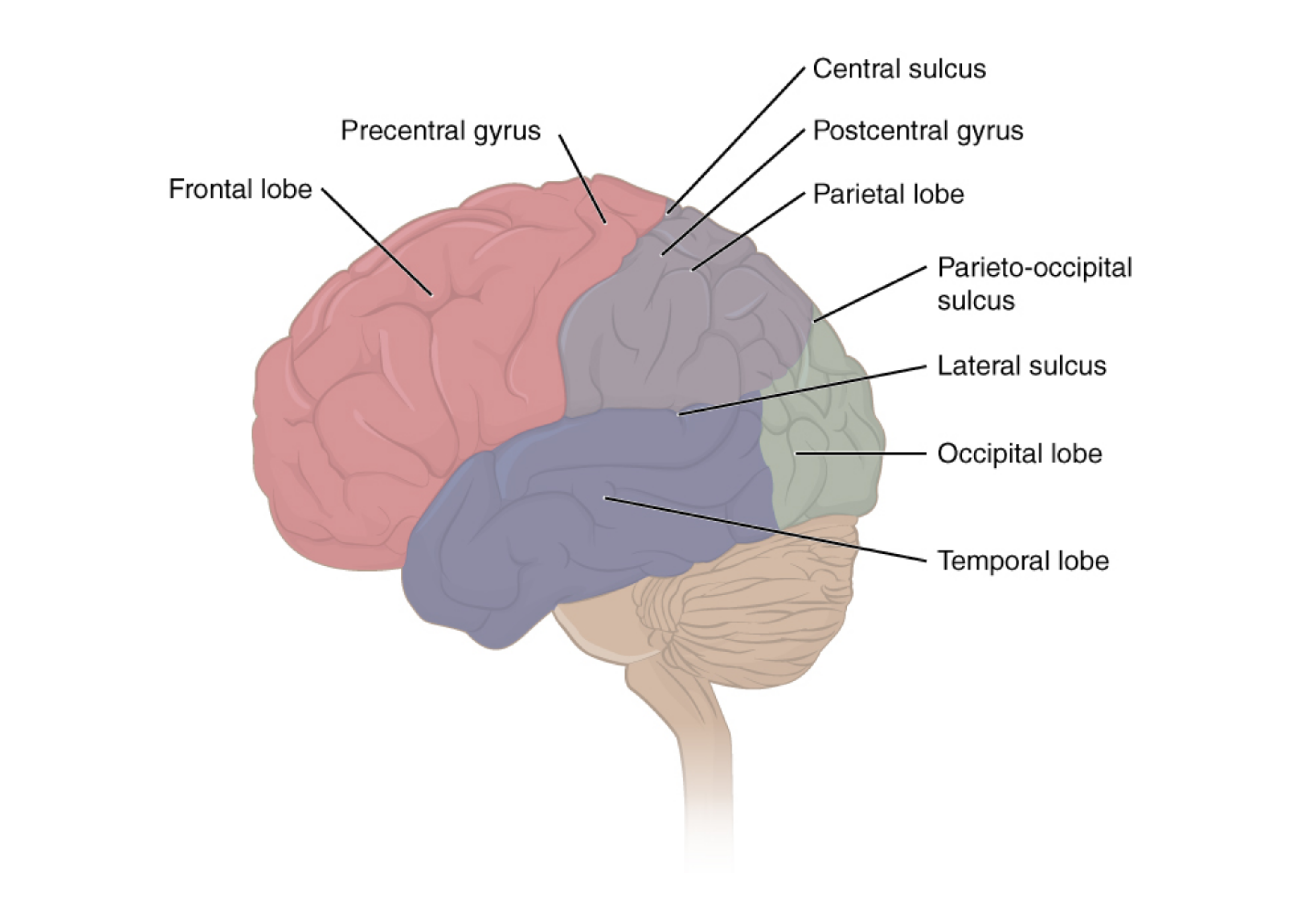 Lobes of the cerebral cortex