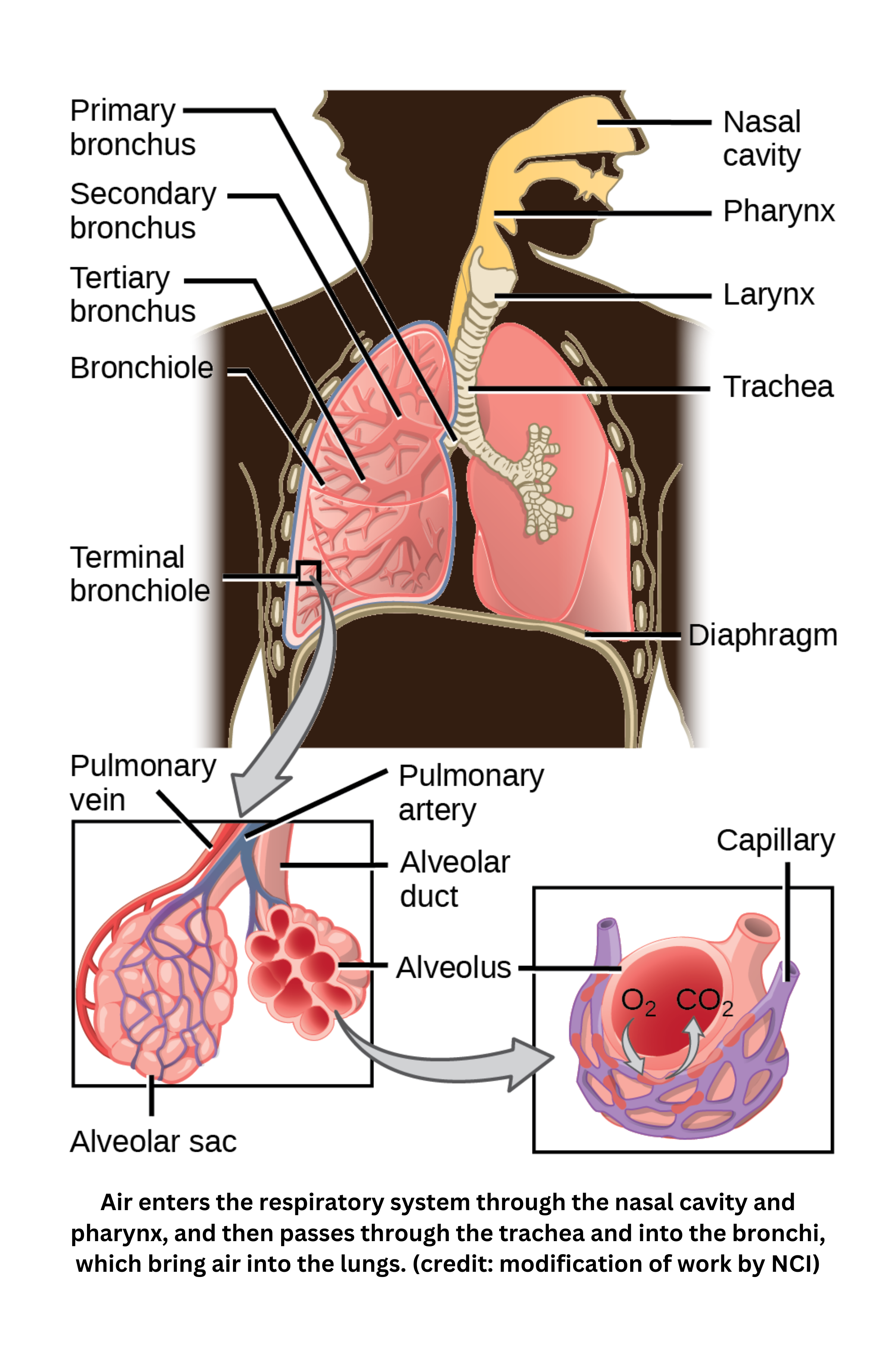Mammalian respiratory system showing airflow from nasal cavity to alveoli