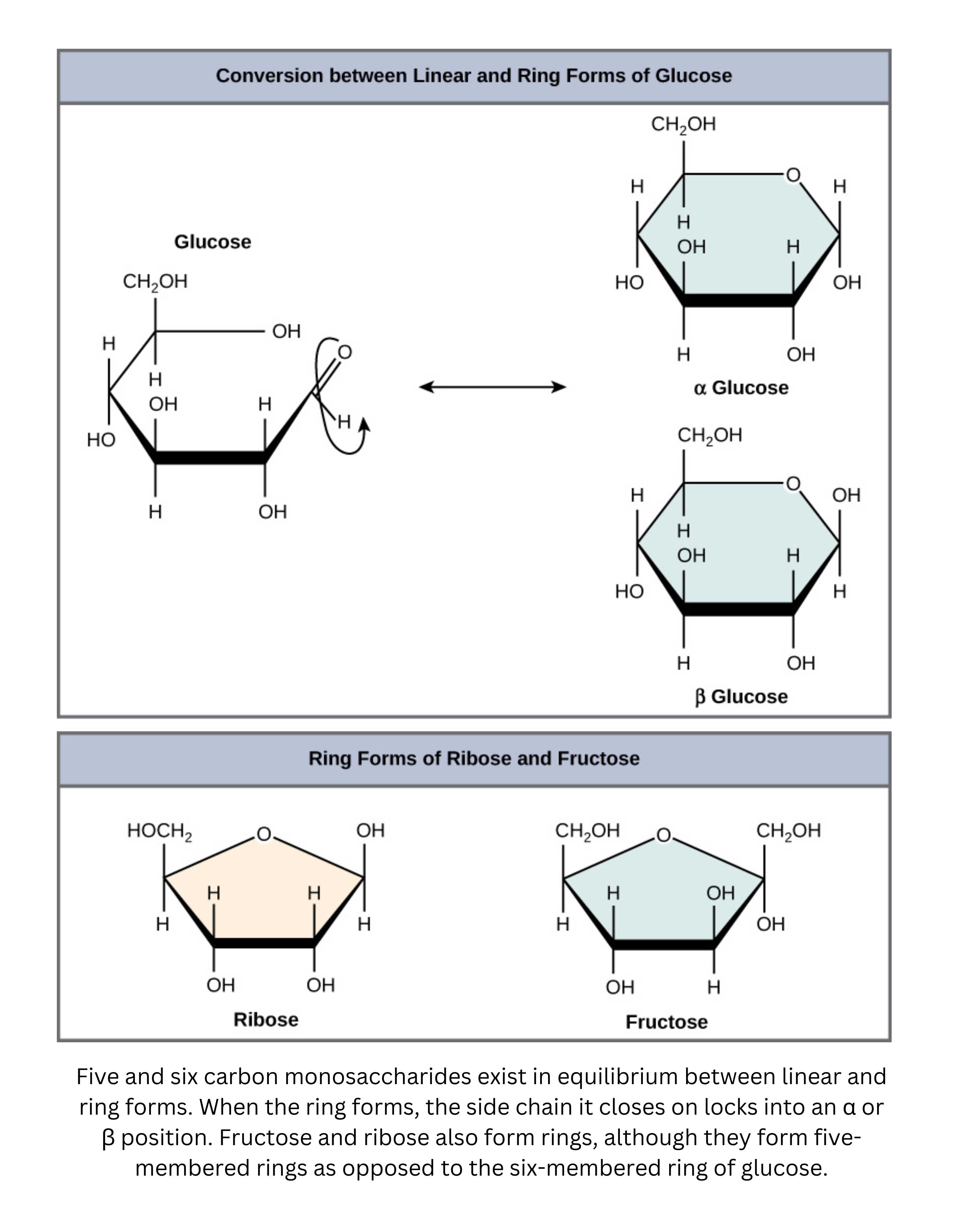Monosaccharide ring and linear forms including alpha and beta glucose