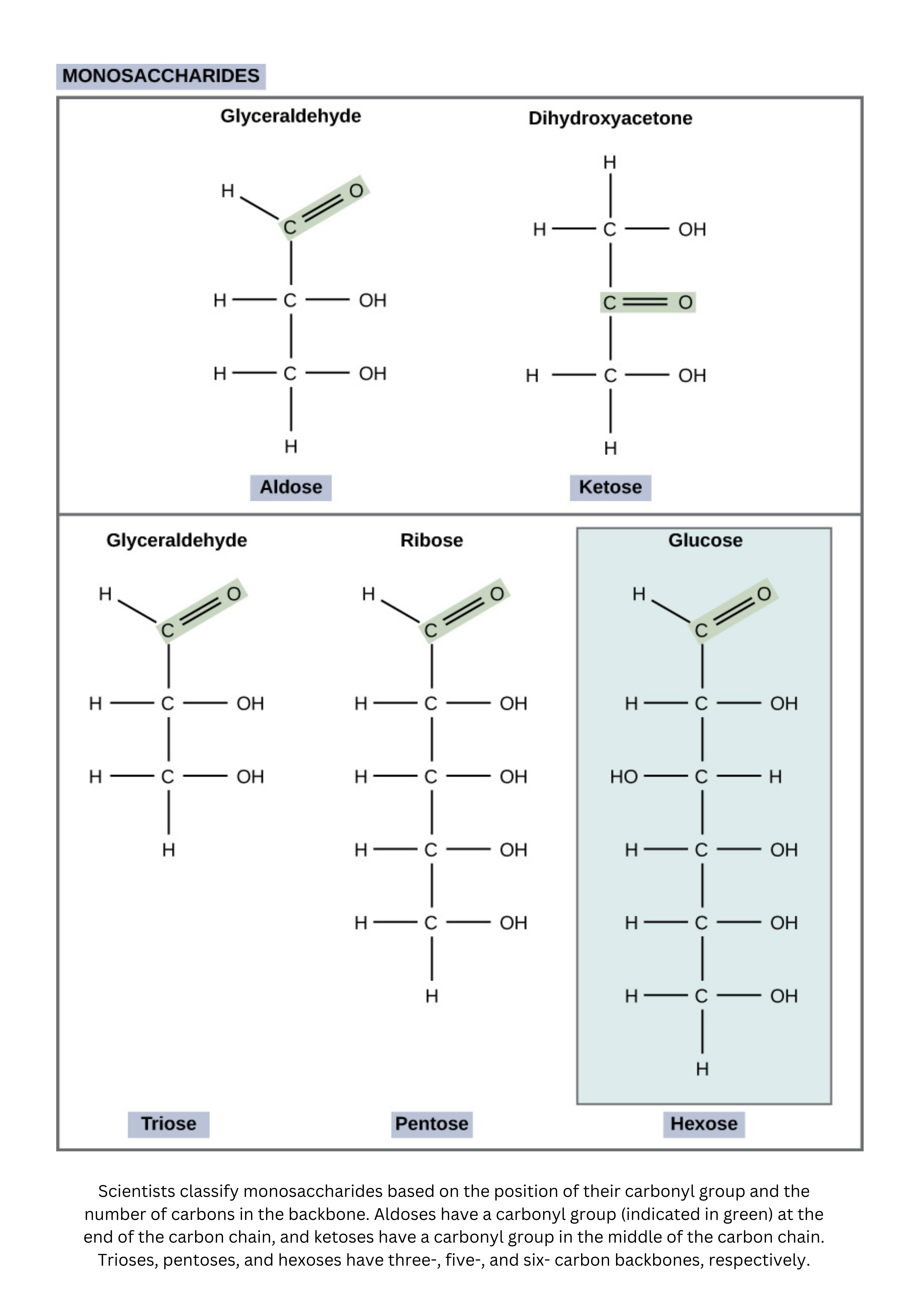 Monosaccharide types and structures showing aldoses and ketoses
