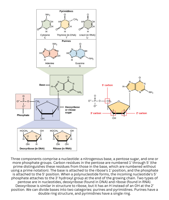 Nucleotide components