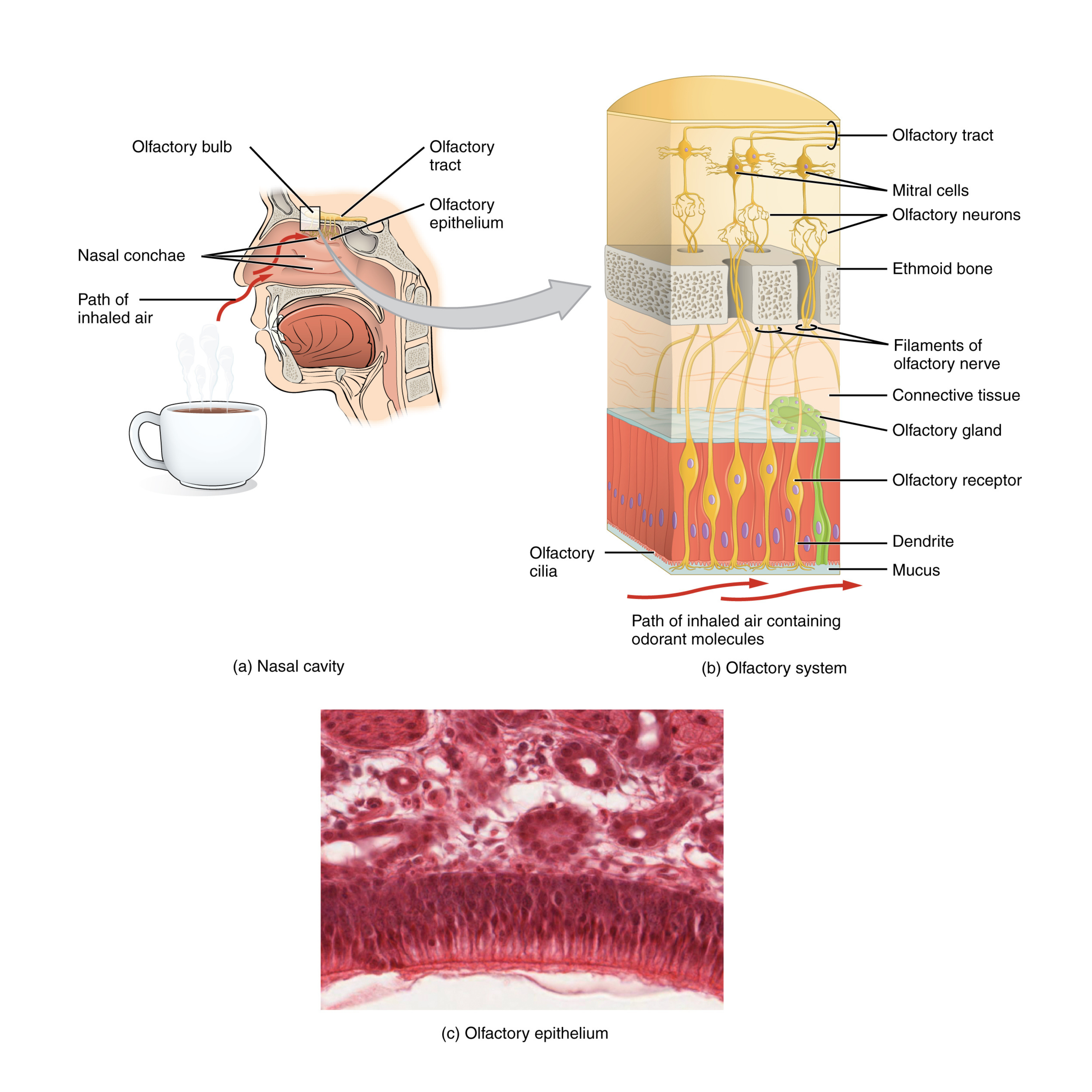 Olfactory system