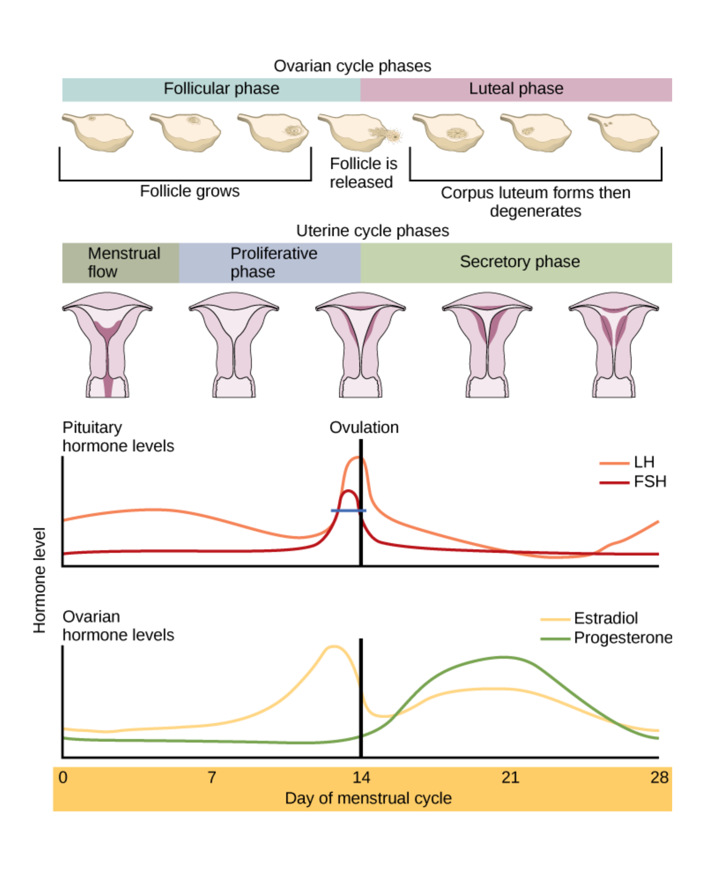 Ovarian and uterine hormone cycles