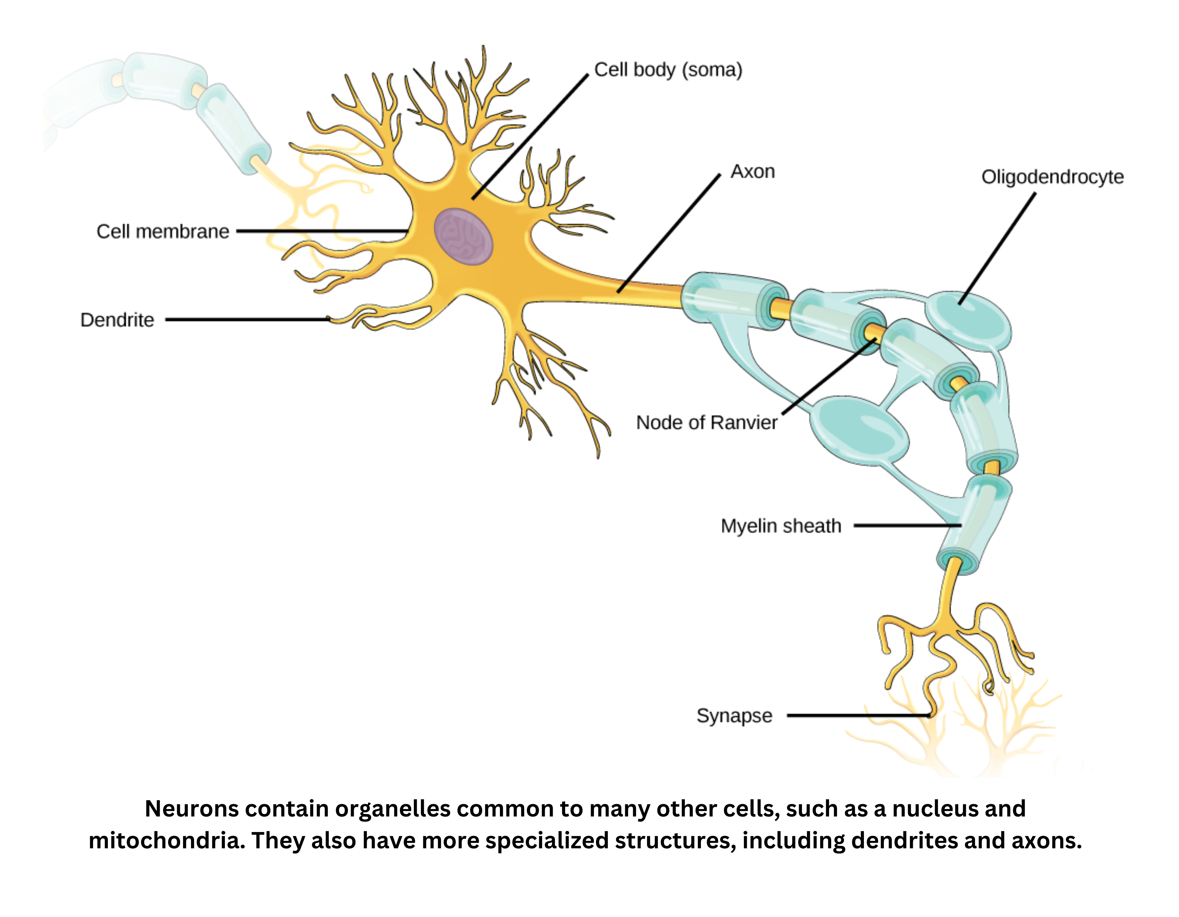 Parts of a neuron including dendrites, axon, and myelin sheath